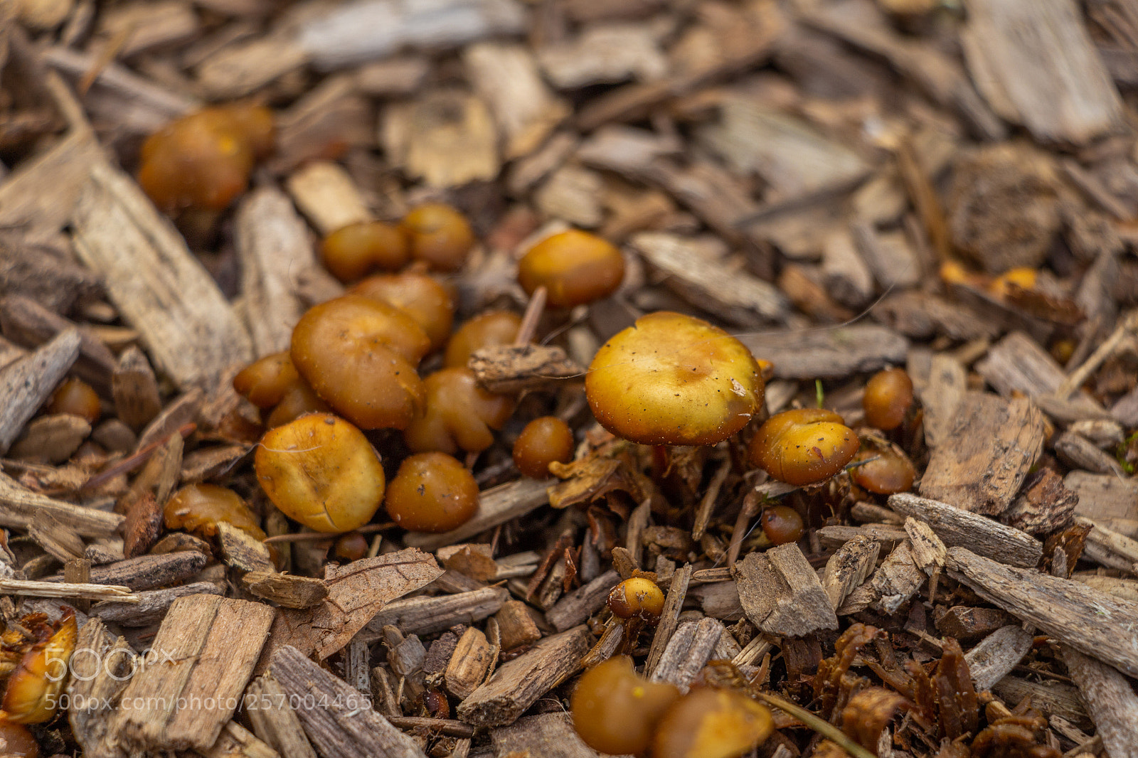 Canon EOS 700D (EOS Rebel T5i / EOS Kiss X7i) sample photo. Mushrooms photography