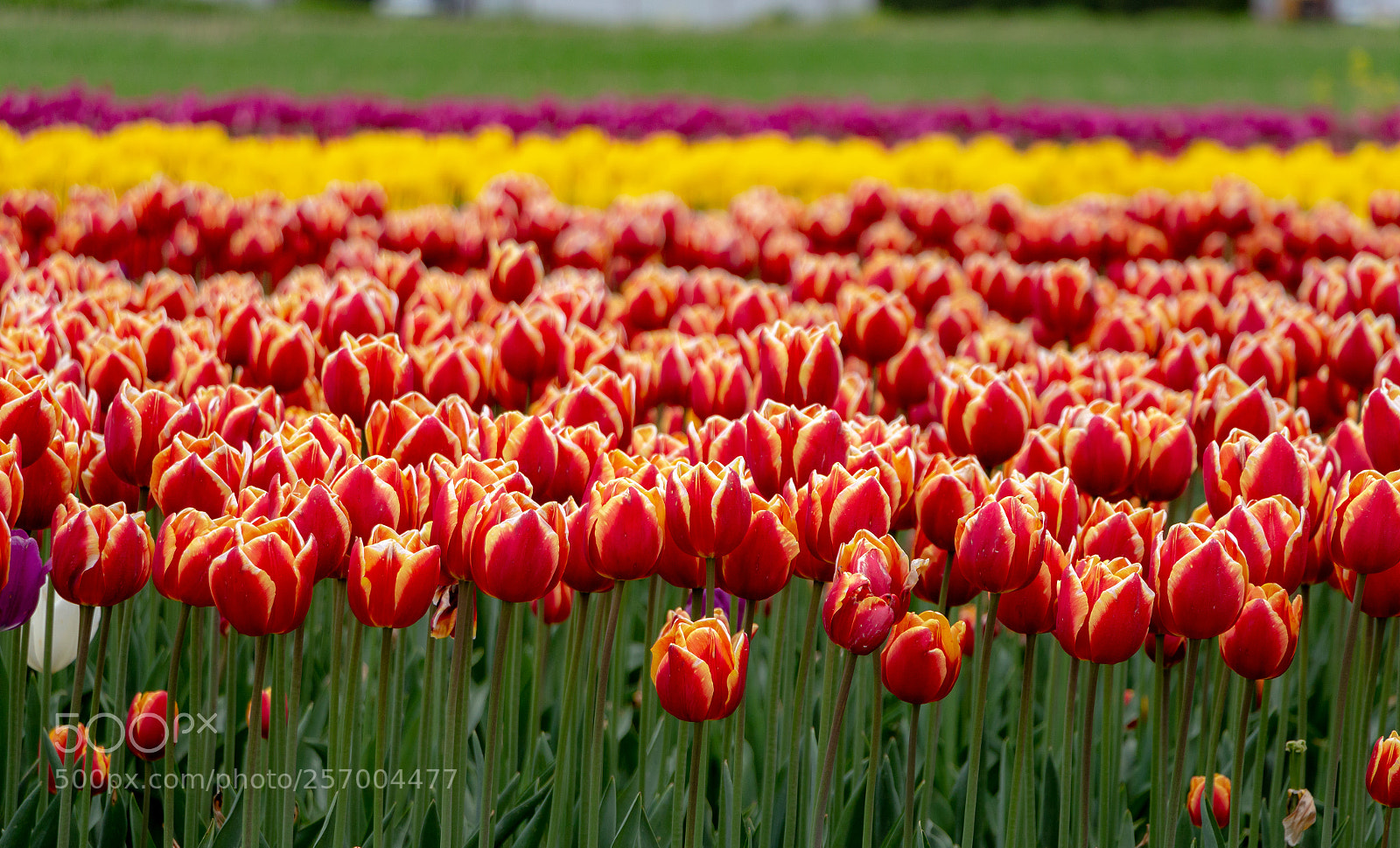 Canon EOS 700D (EOS Rebel T5i / EOS Kiss X7i) sample photo. Army of tulips photography