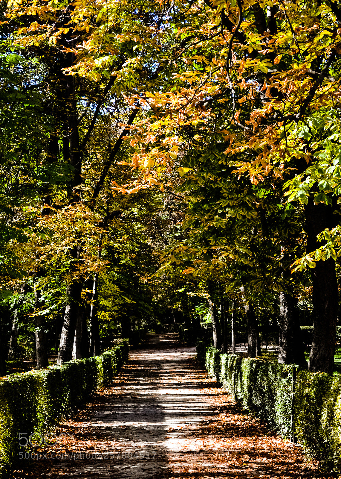 Nikon D5100 sample photo. The pathway photography