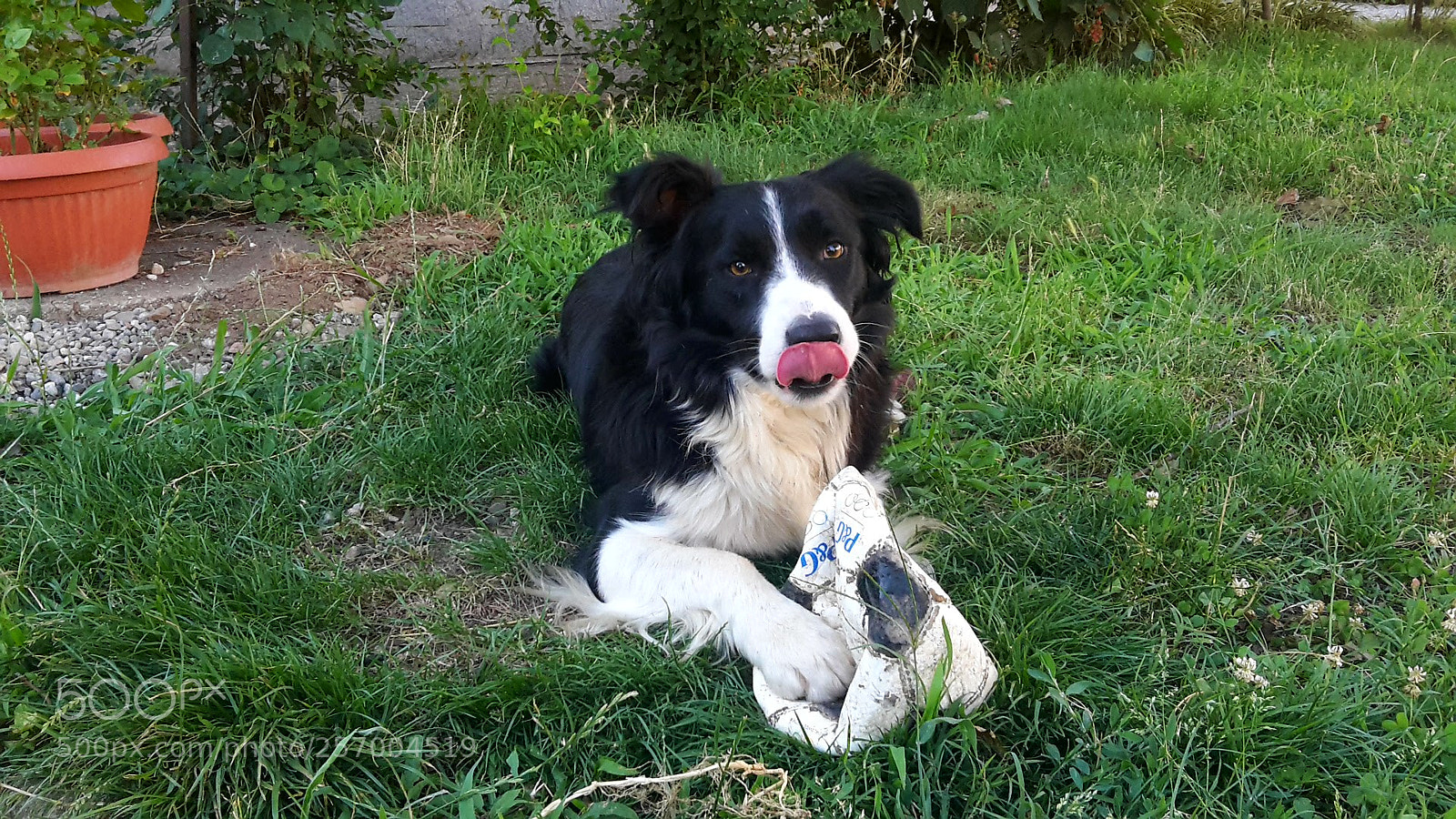 Samsung Galaxy S5 Mini sample photo. Border collie photography