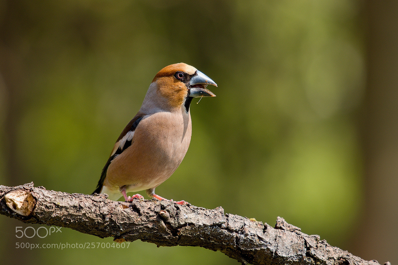 Nikon D500 sample photo. Hawfinch photography