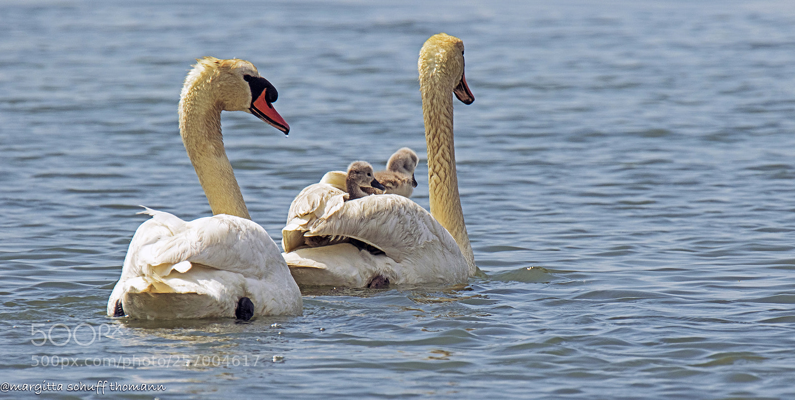 Canon EOS 7D Mark II sample photo. Swan family in the photography