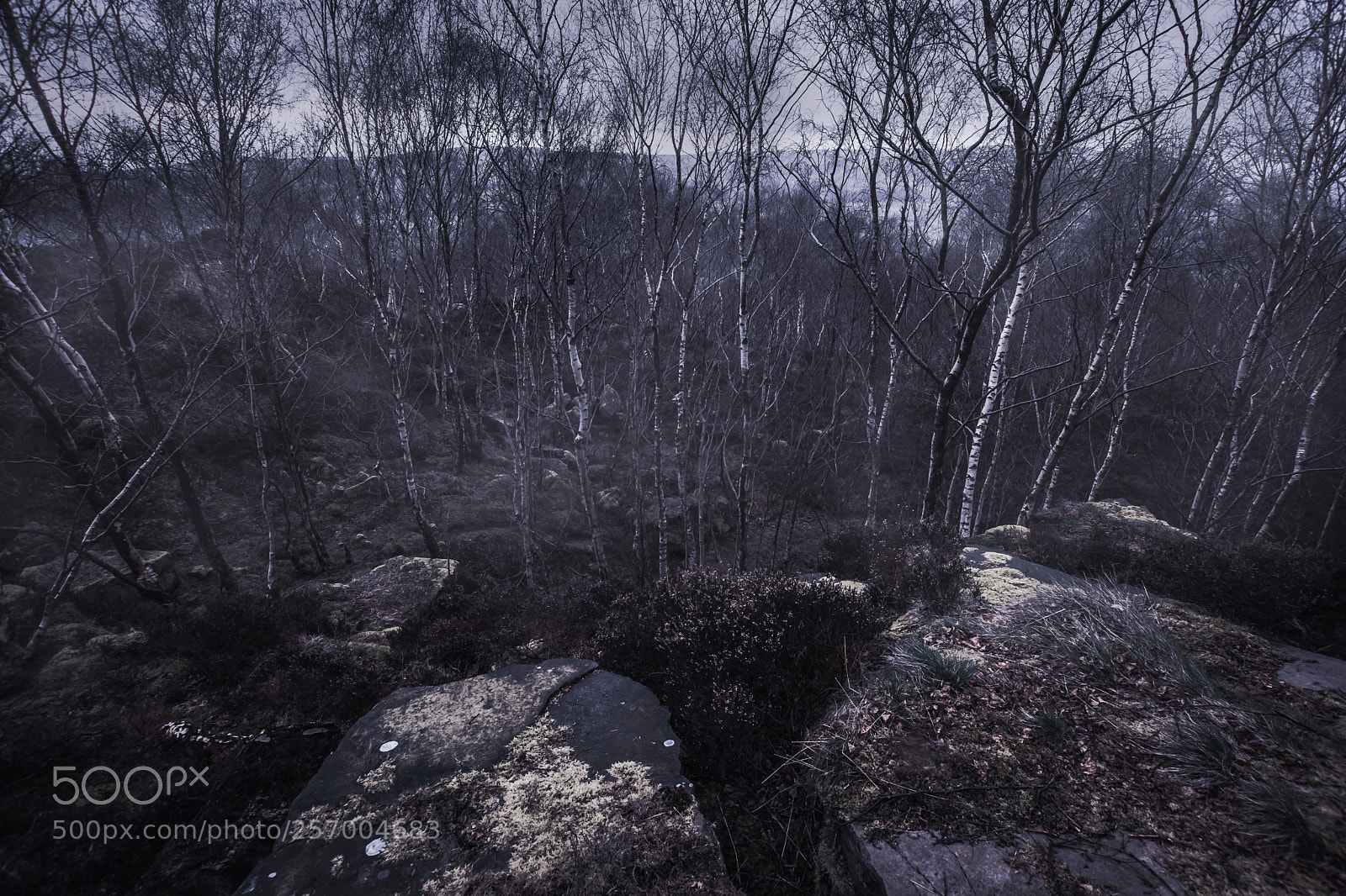 Nikon D7200 sample photo. Birch trees in uk photography