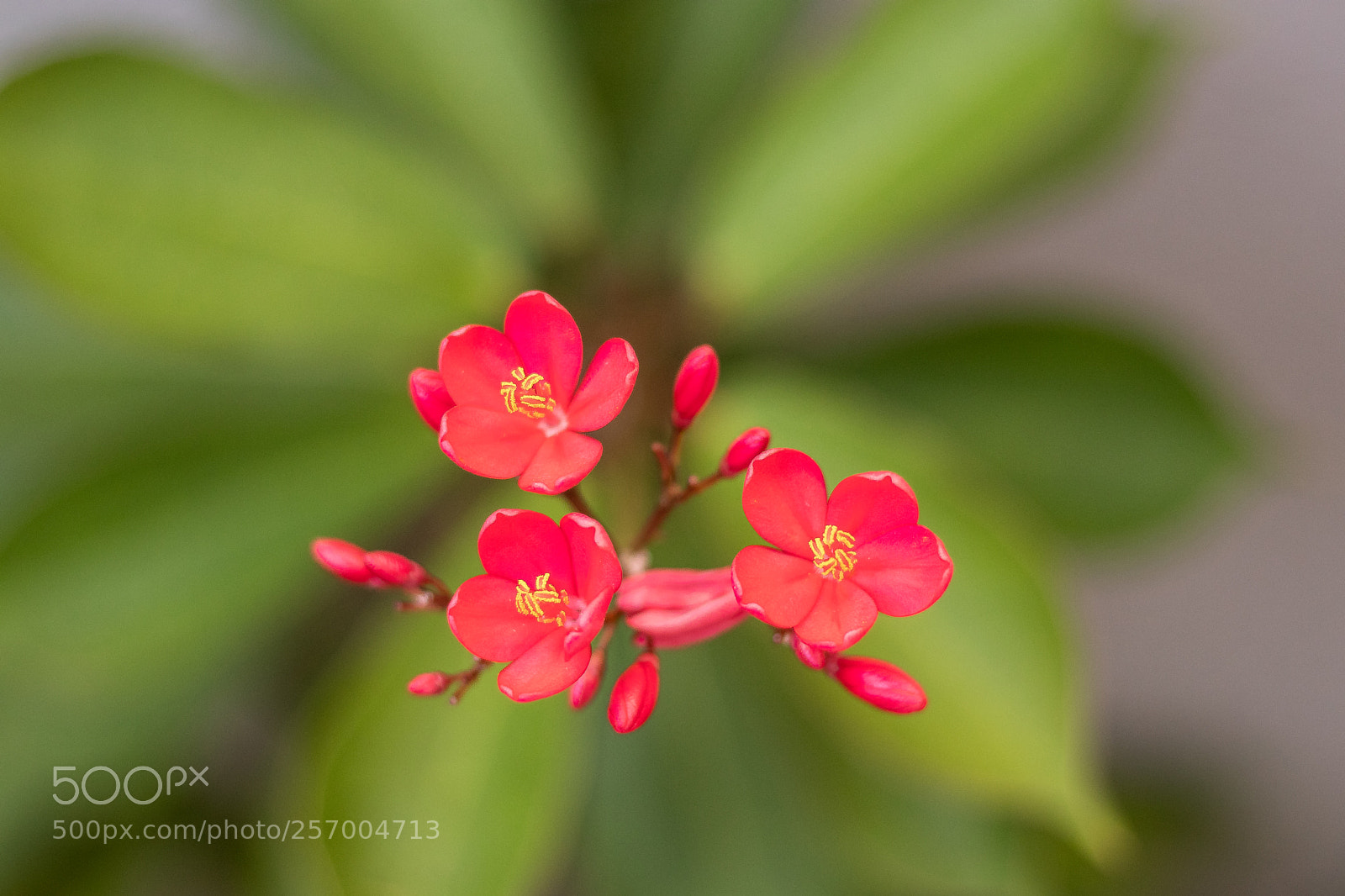 Canon EOS 80D sample photo. Img photography