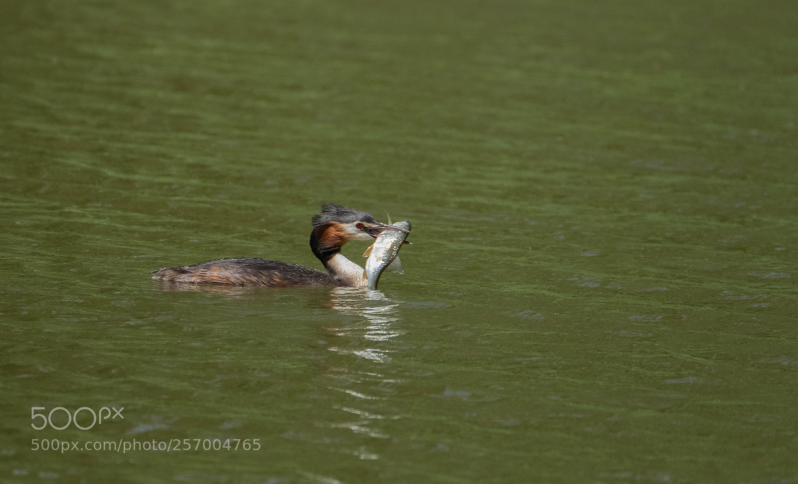 Fujifilm X-T2 sample photo. Haubentaucher photography