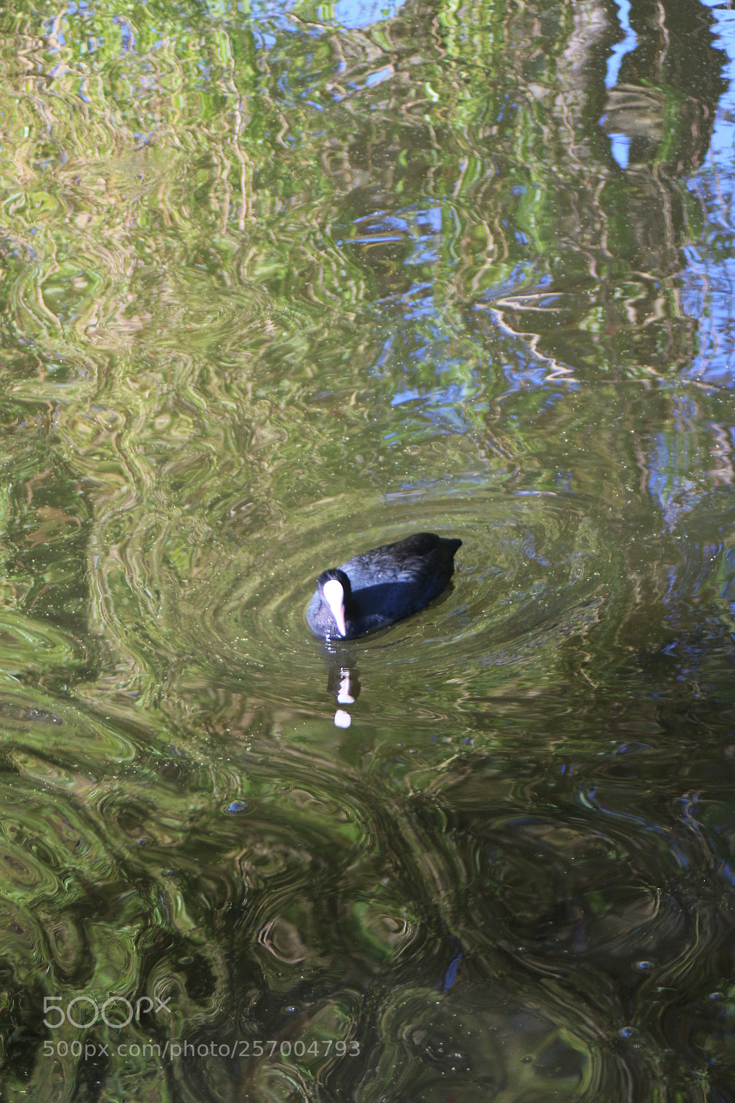Canon EOS 100D (EOS Rebel SL1 / EOS Kiss X7) sample photo. Spring water gliding photography