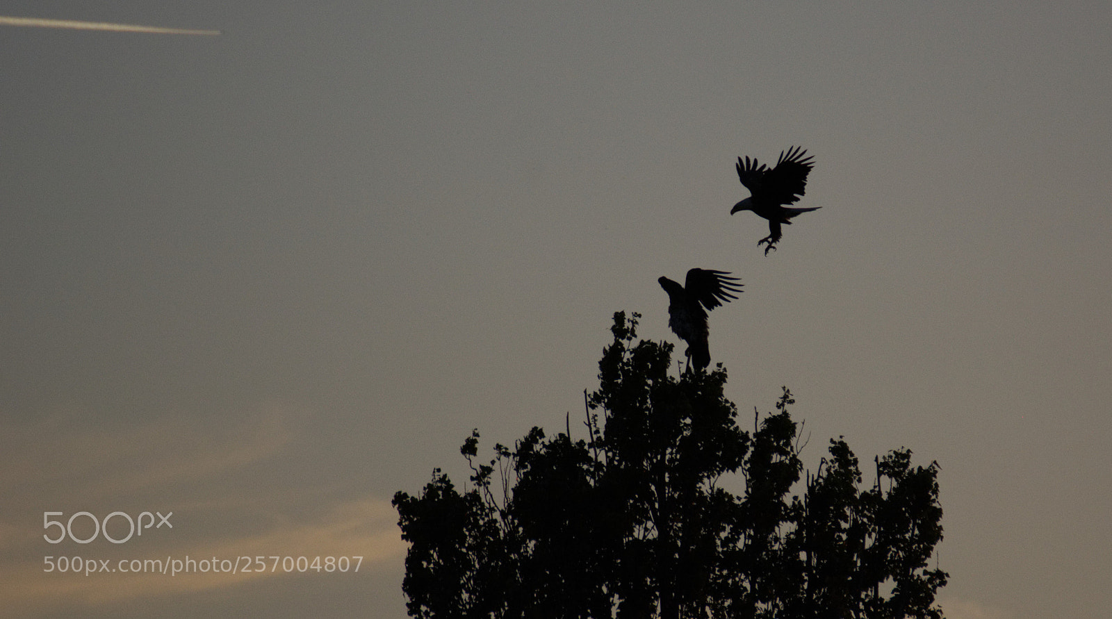 Nikon D7100 sample photo. Bald eagles landing on photography