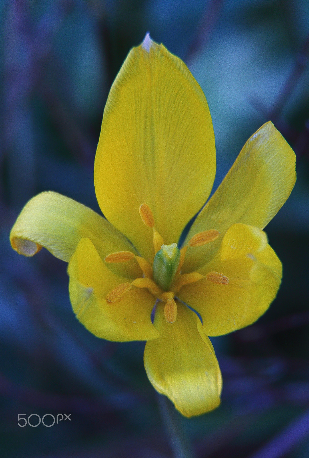 Canon EF-S 18-200mm F3.5-5.6 IS sample photo. Tulipa sylvestris photography