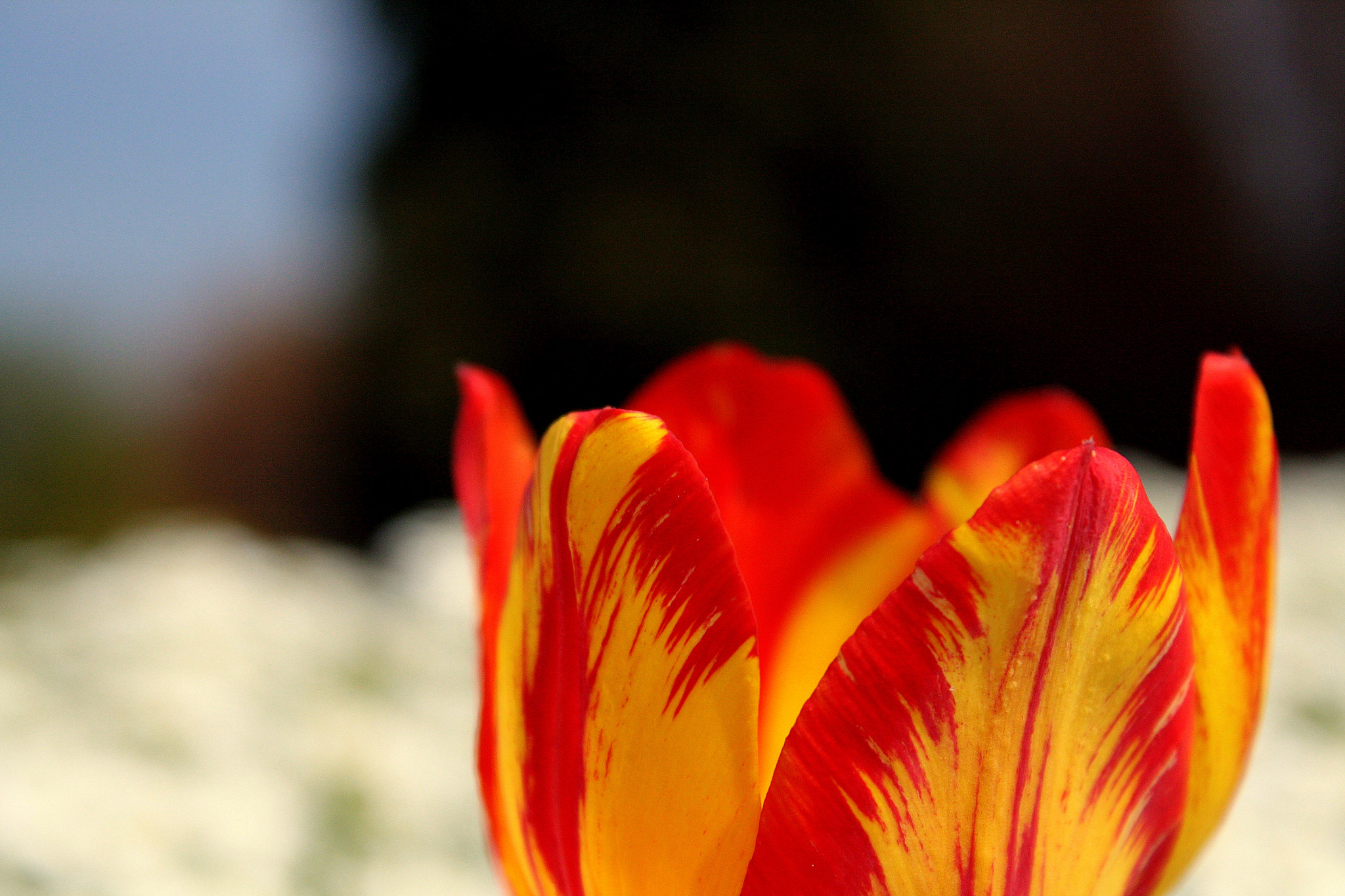 Canon EOS 1000D (EOS Digital Rebel XS / EOS Kiss F) sample photo. Tulipan photography