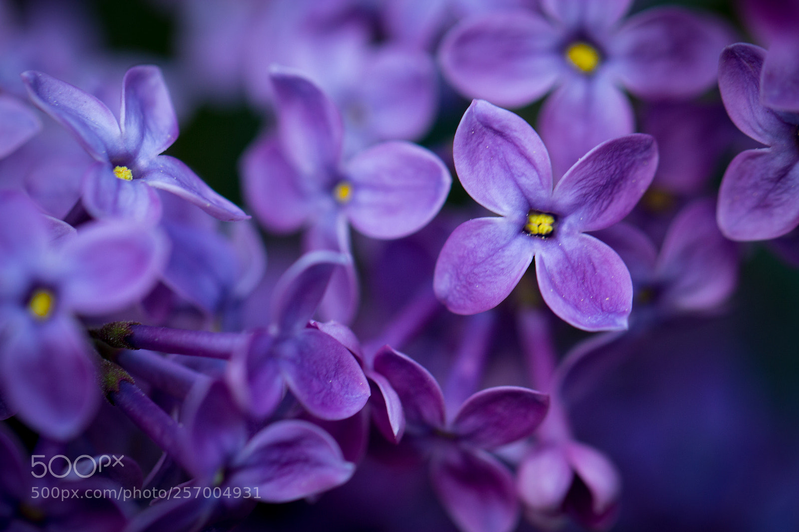 Canon EOS 60D sample photo. Syringa photography