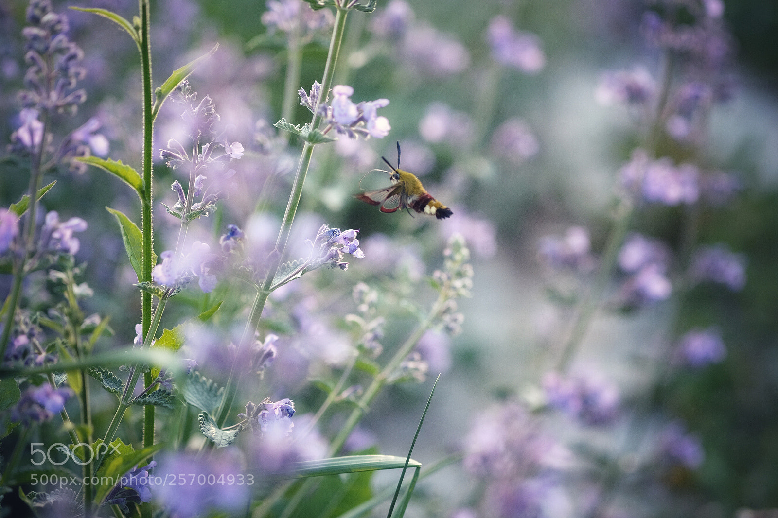Fujifilm X-T10 sample photo. Taubenschwanz, der erste heuer photography