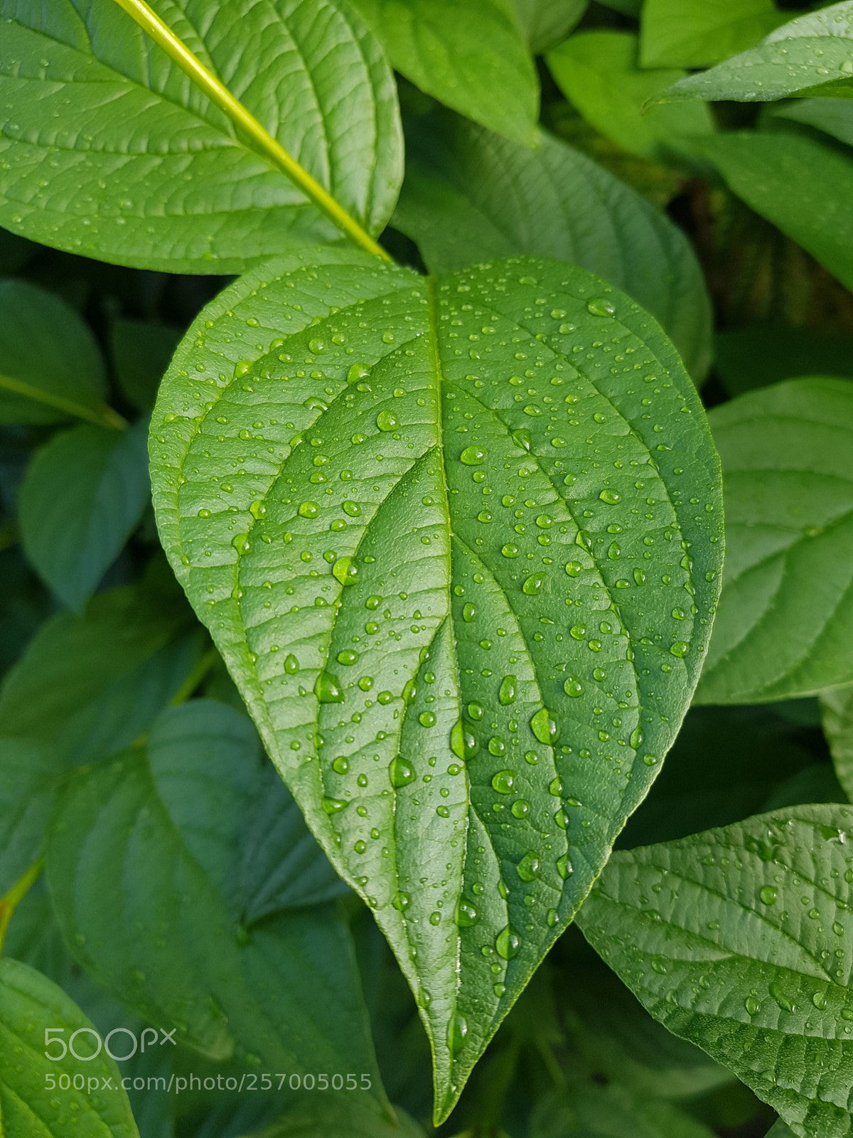 Samsung Galaxy S8+ sample photo. Untitled photography