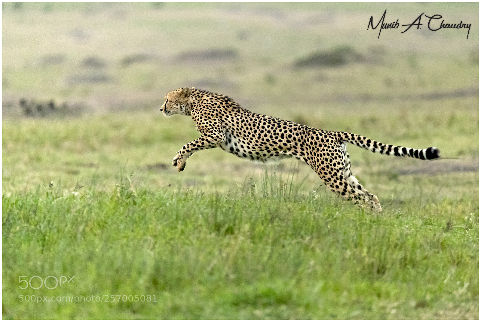 Canon EOS-1D X Mark II sample photo. The mighty leap! photography