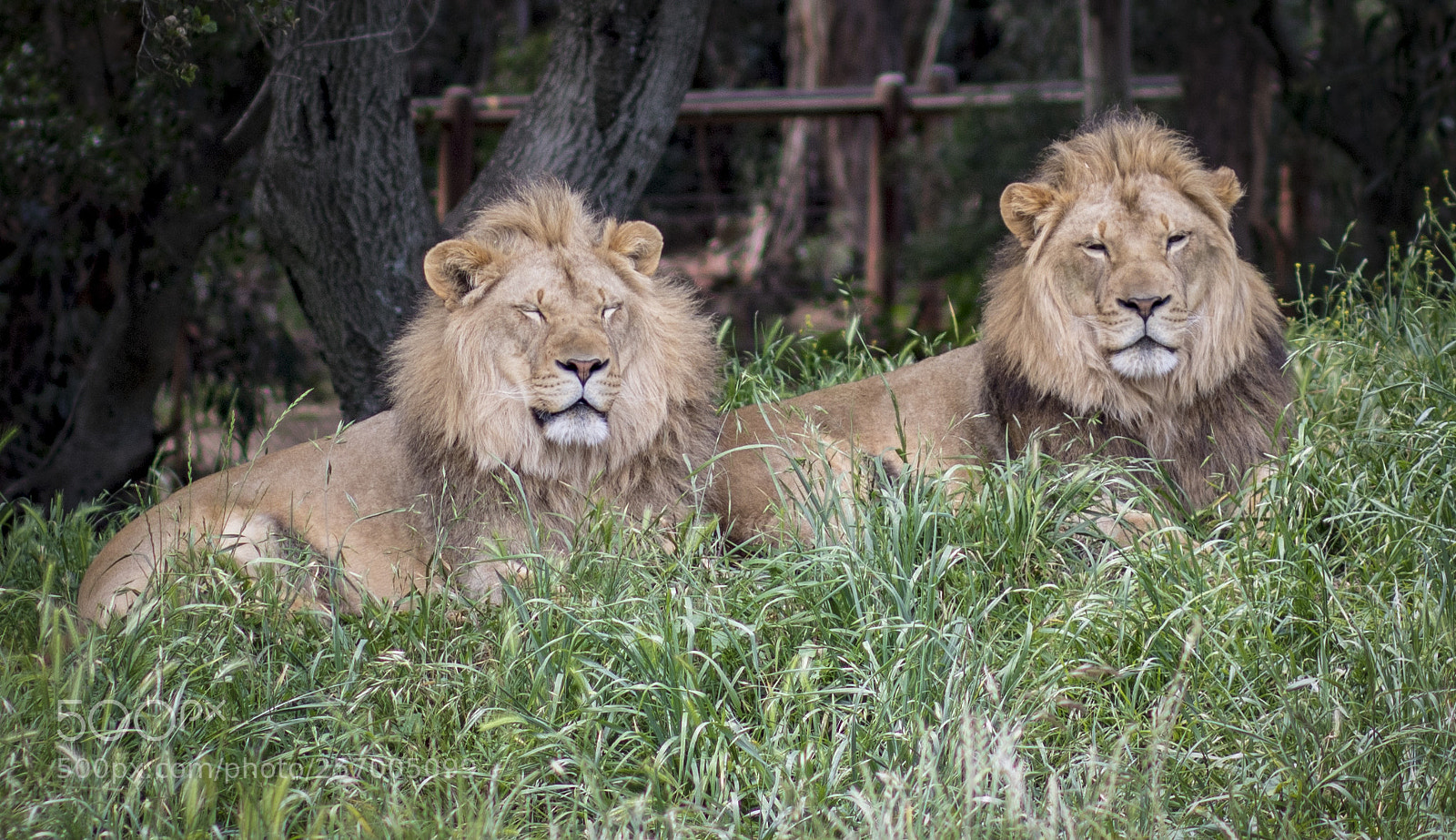 Canon EOS 750D (EOS Rebel T6i / EOS Kiss X8i) sample photo. Lion photography
