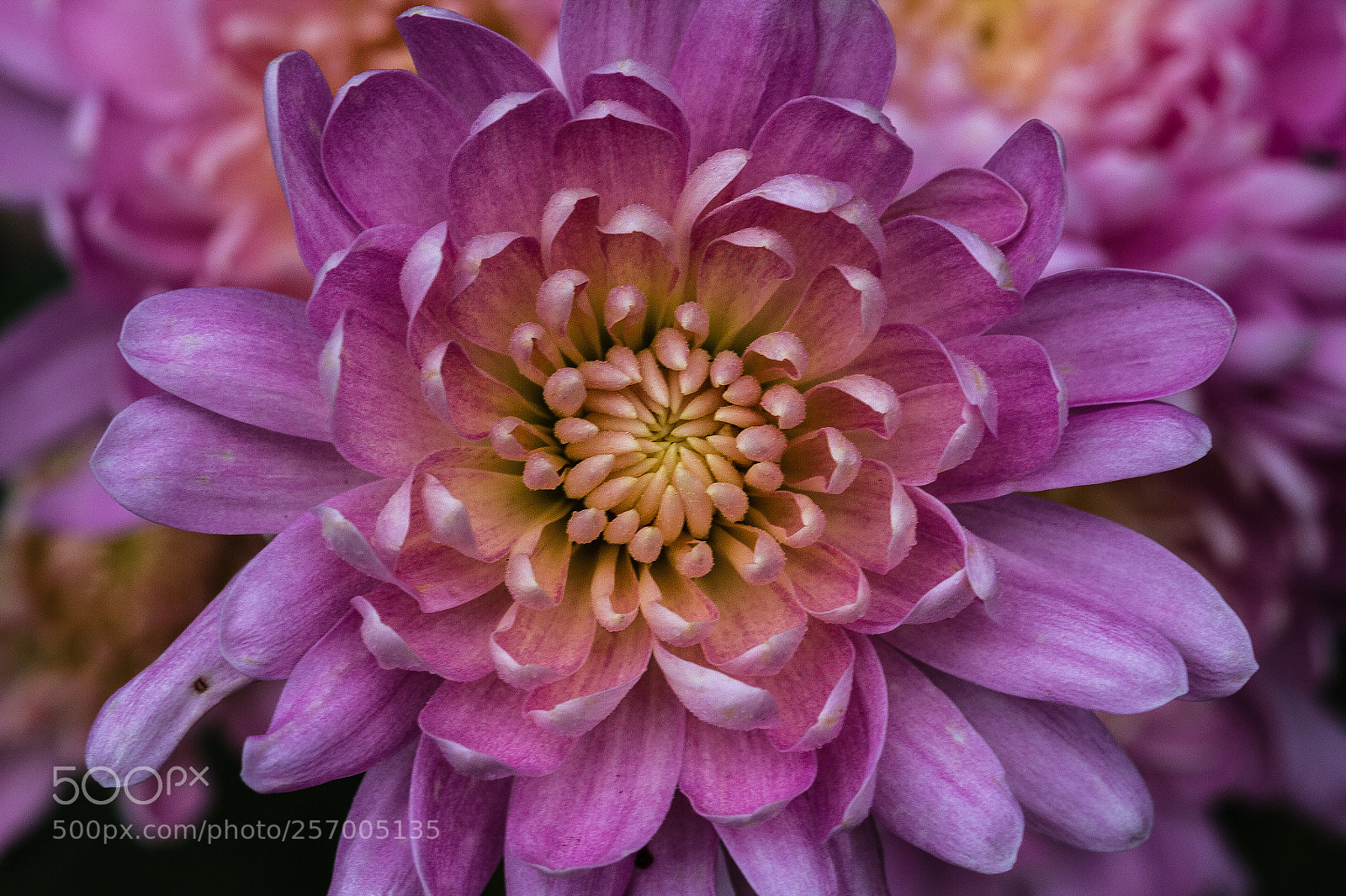 Canon EOS 60D sample photo. Chrysanthemum sp photography