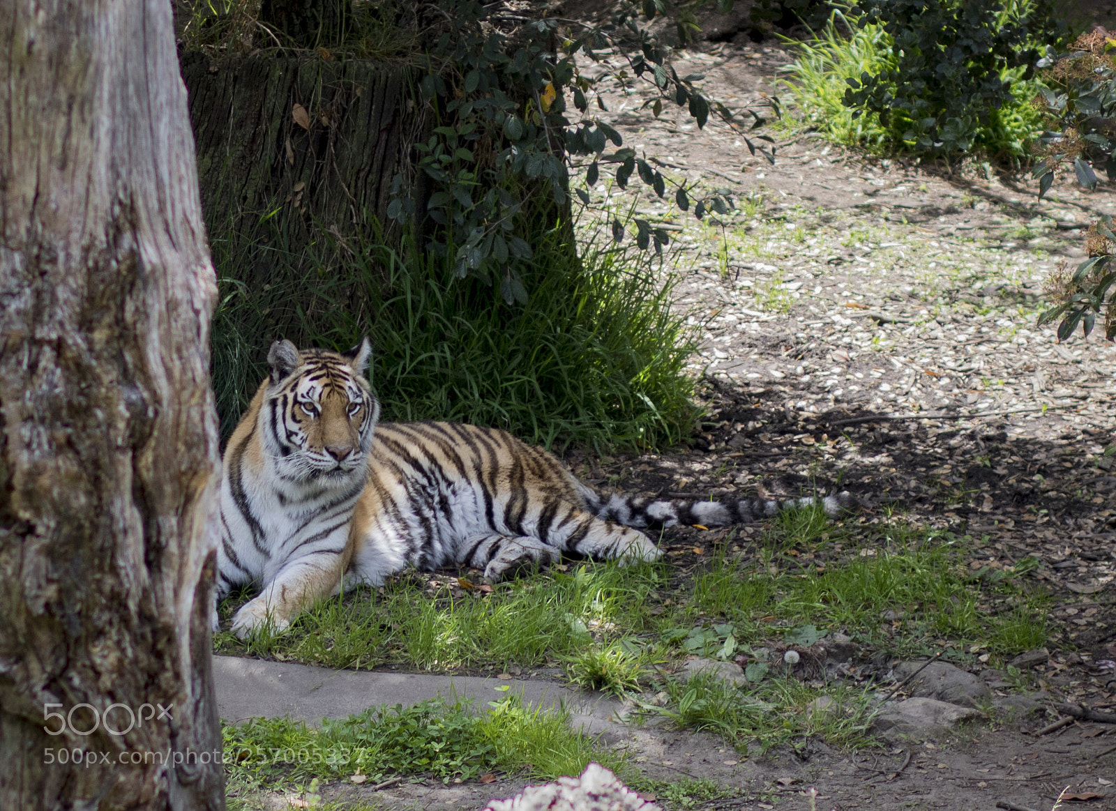 Canon EOS 750D (EOS Rebel T6i / EOS Kiss X8i) sample photo. Tiger photography