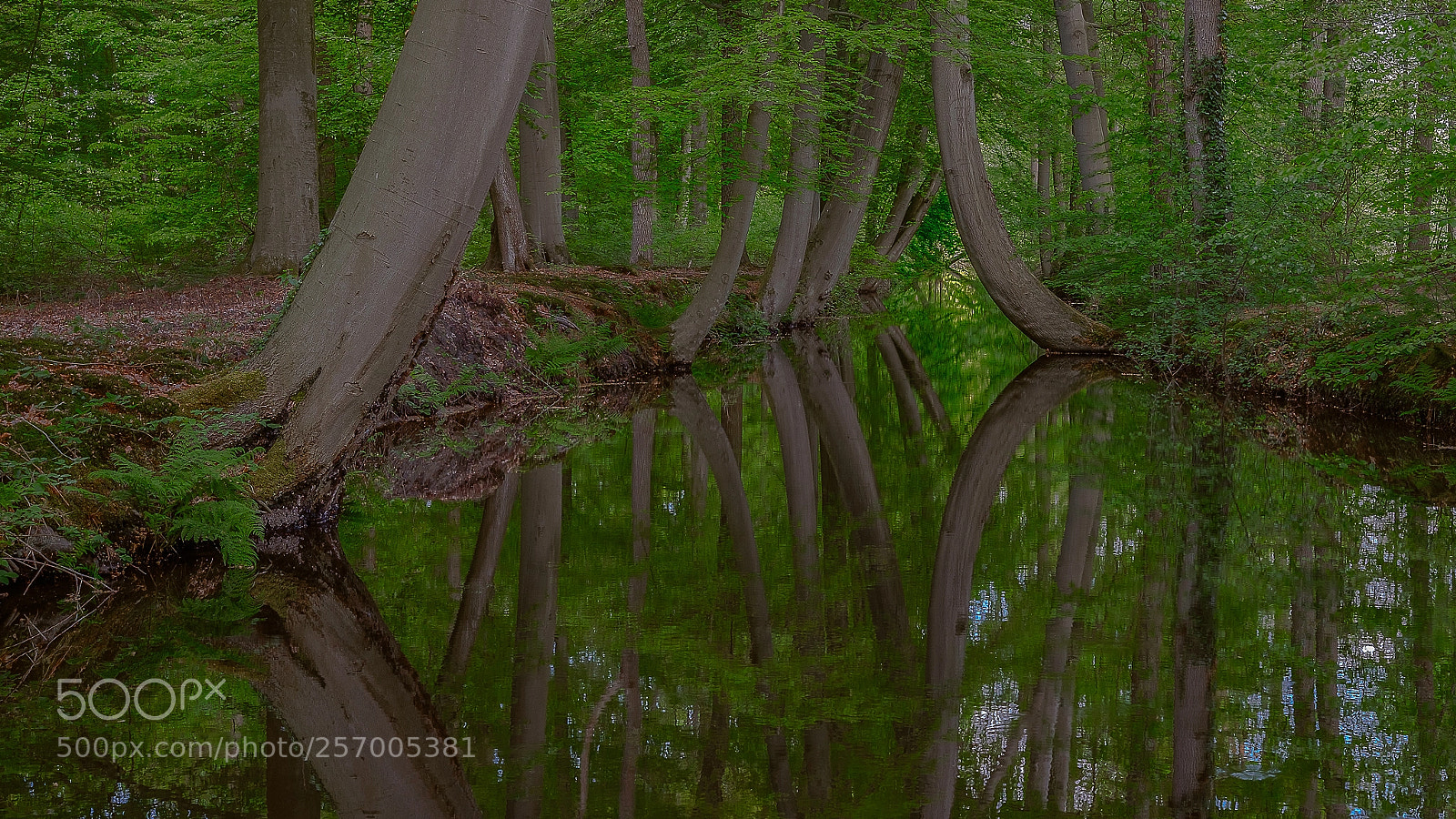 Fujifilm X-T2 sample photo. Curved trees ii photography