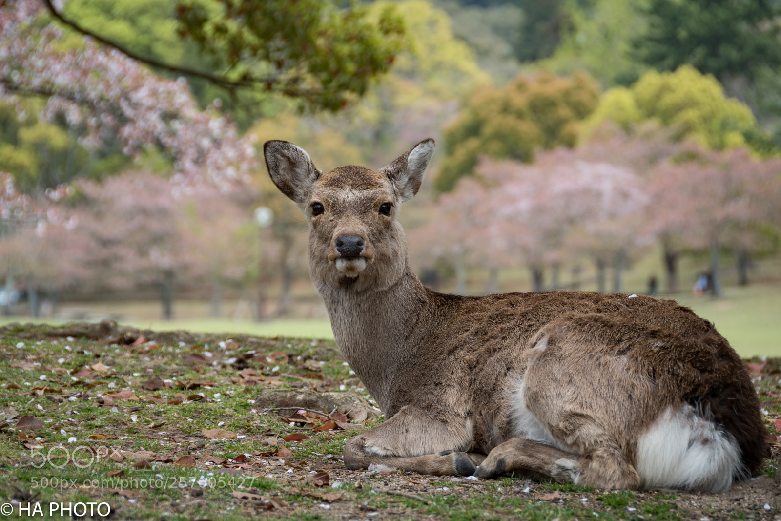 Nikon D7500 sample photo. Deer at nara park photography