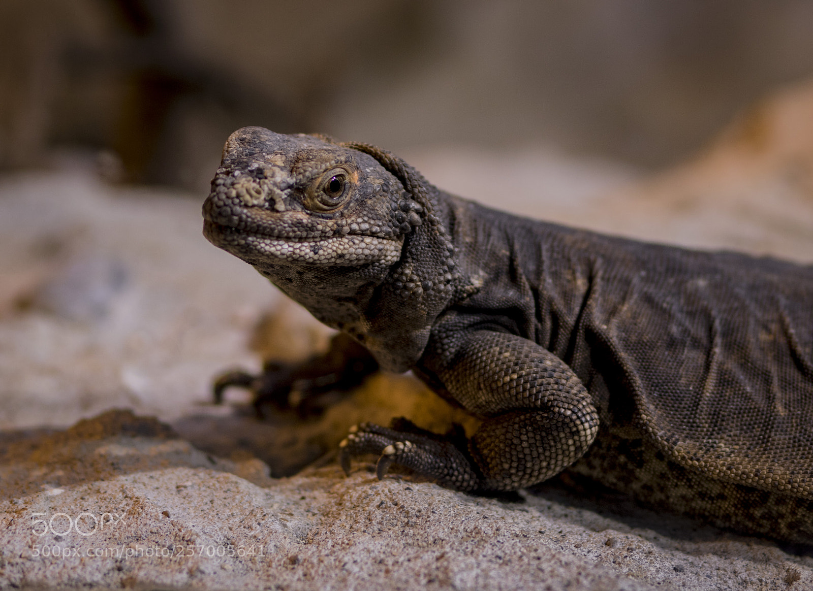 Canon EOS 750D (EOS Rebel T6i / EOS Kiss X8i) sample photo. Mali uromastyx photography
