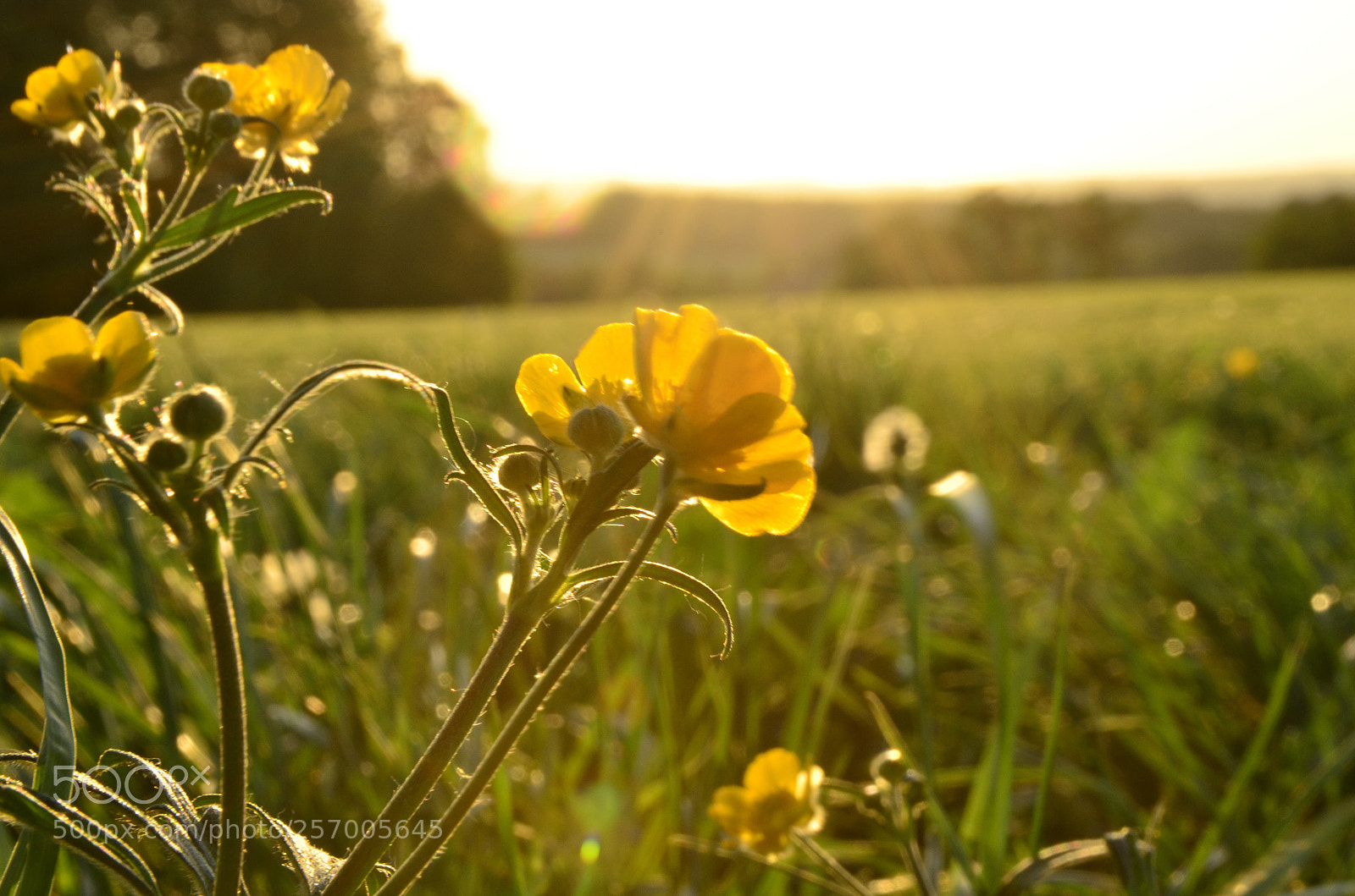 Nikon D5100 sample photo. Untitled photography