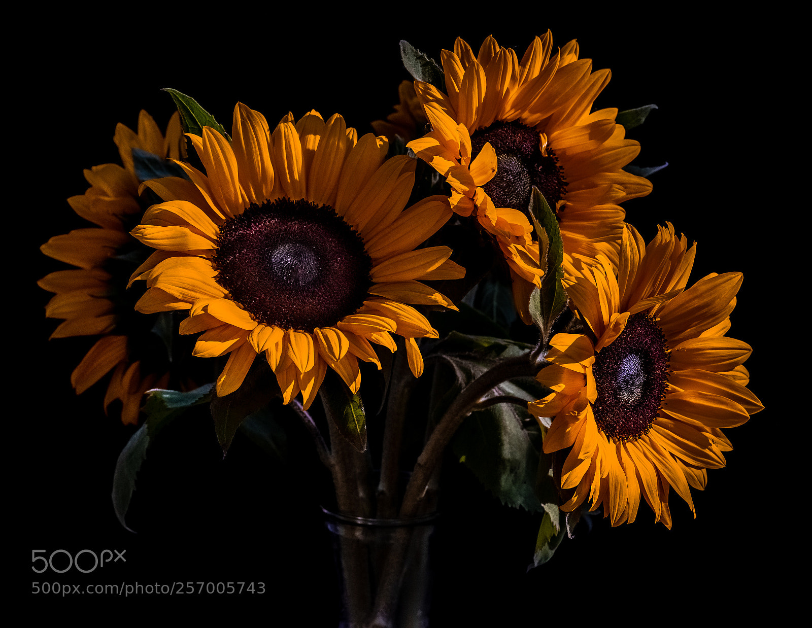 Pentax K-1 sample photo. Natural light photography