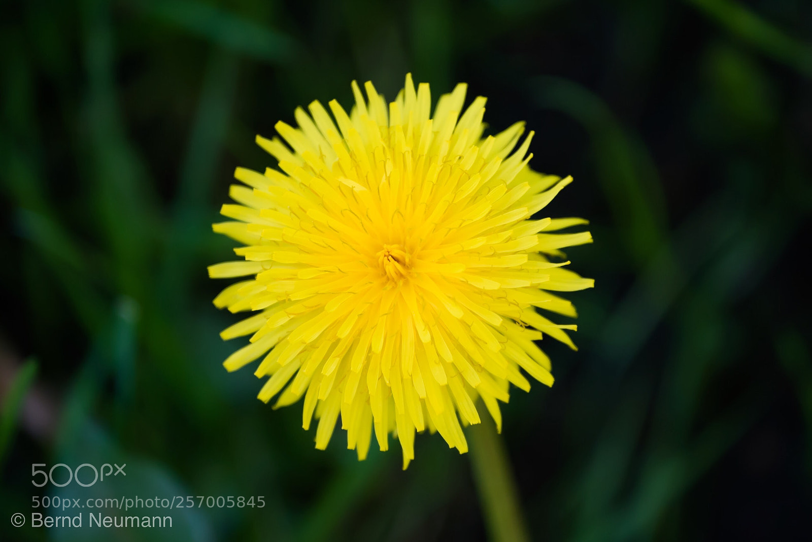 Nikon D750 sample photo. .-) photography
