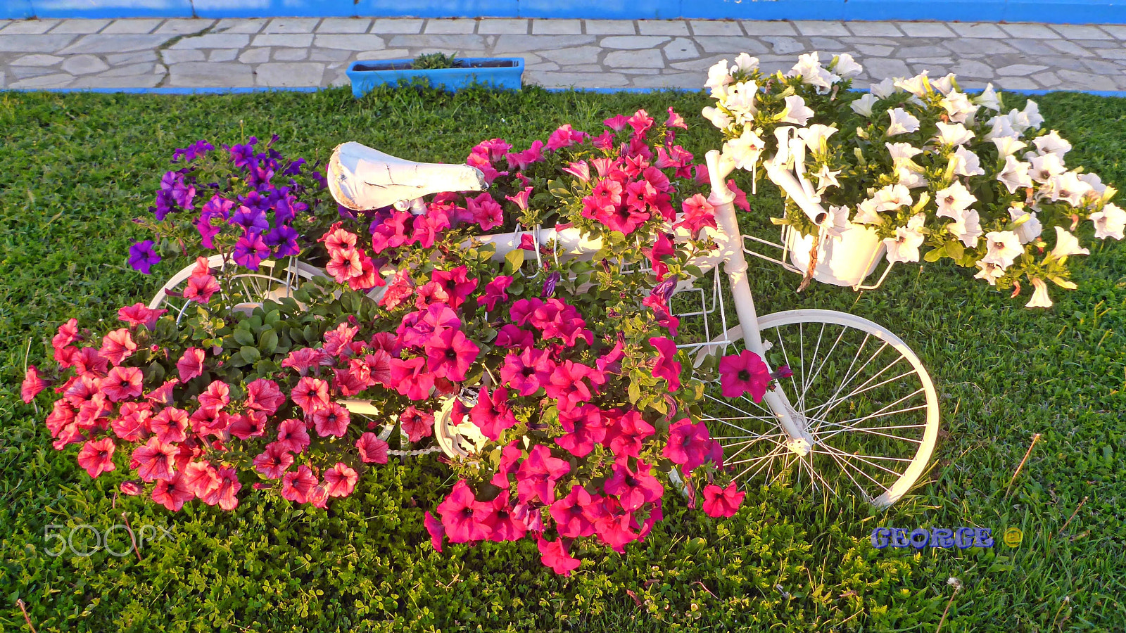 Panasonic Lumix DMC-TS5 (Lumix DMC-FT5) sample photo. Flower pots in an old bicycle photography