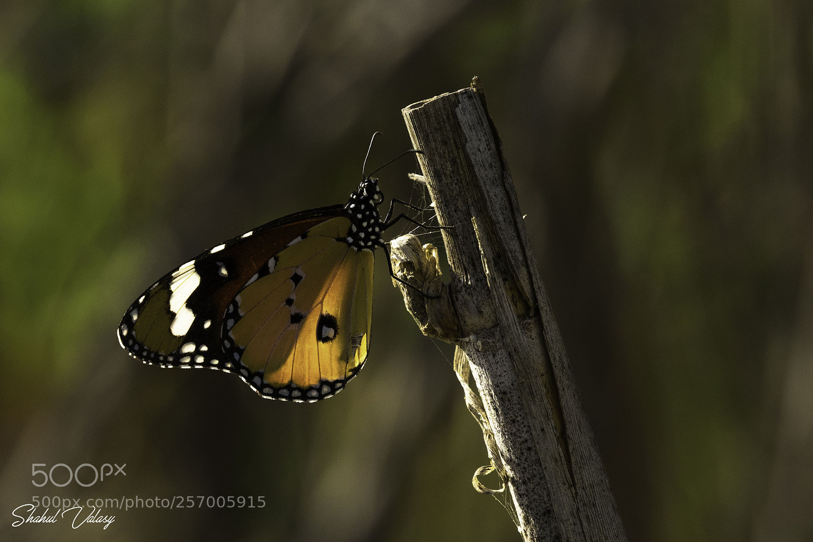 Nikon D500 sample photo. African monarch photography