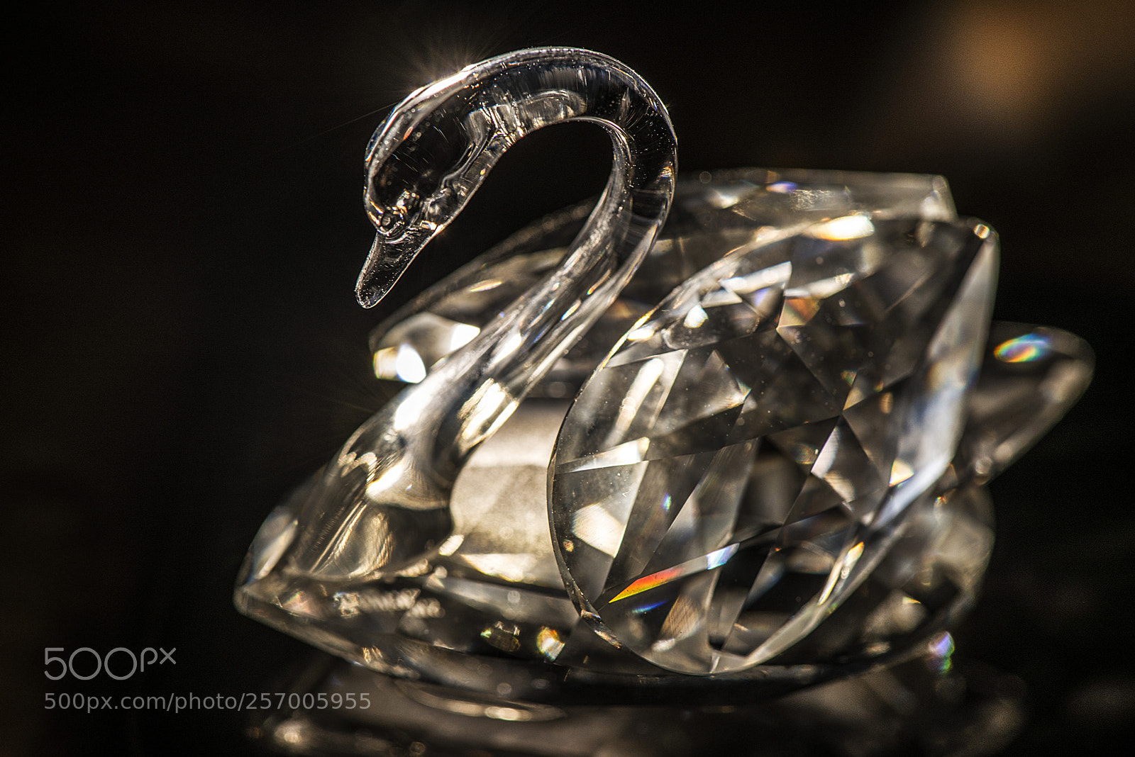 Nikon D800 sample photo. The oriental swan photography