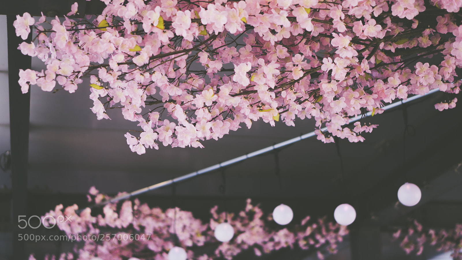 Sony a6000 sample photo. Kansai international airport. sakura. photography