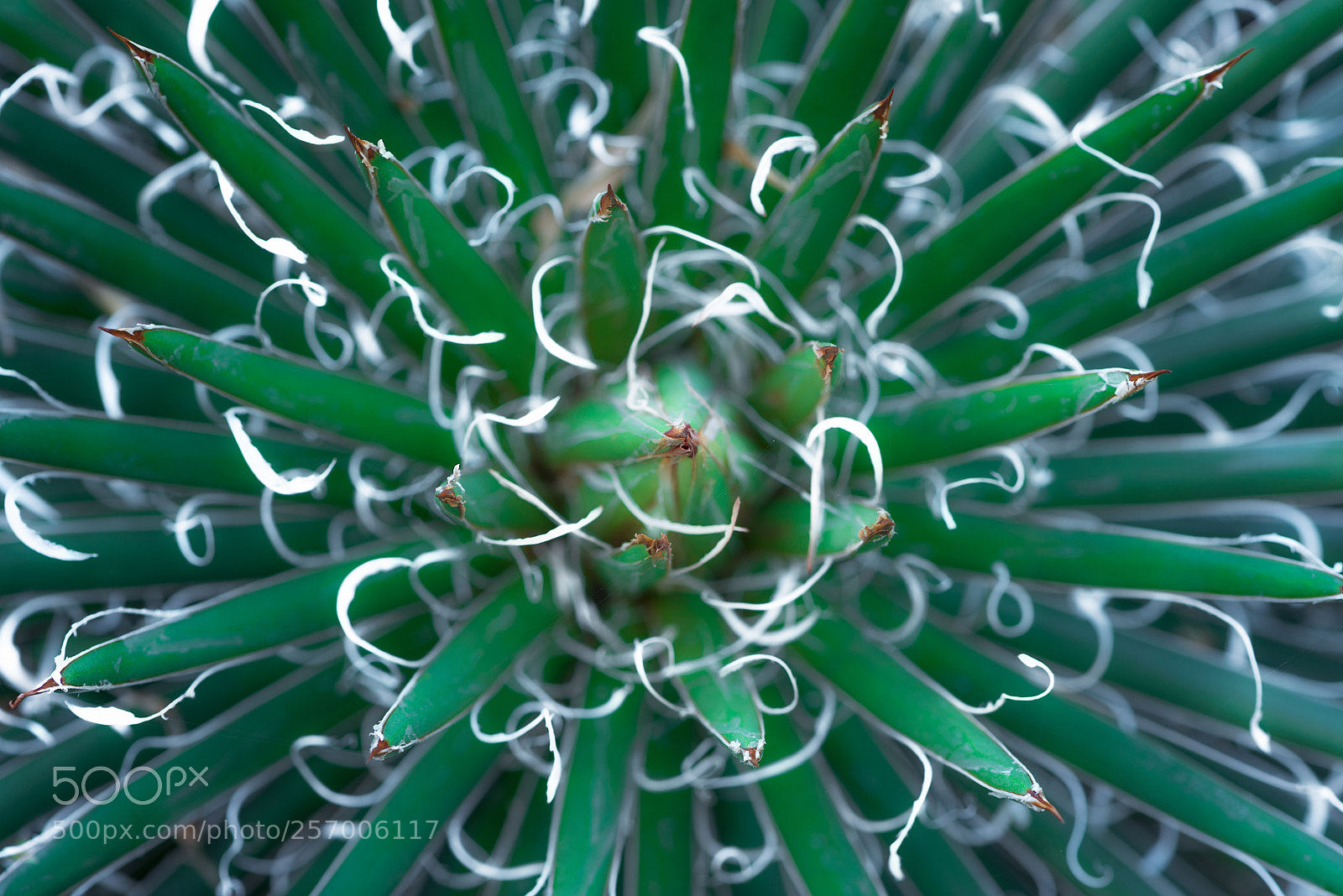 Nikon D750 sample photo. Agave leopoldii photography