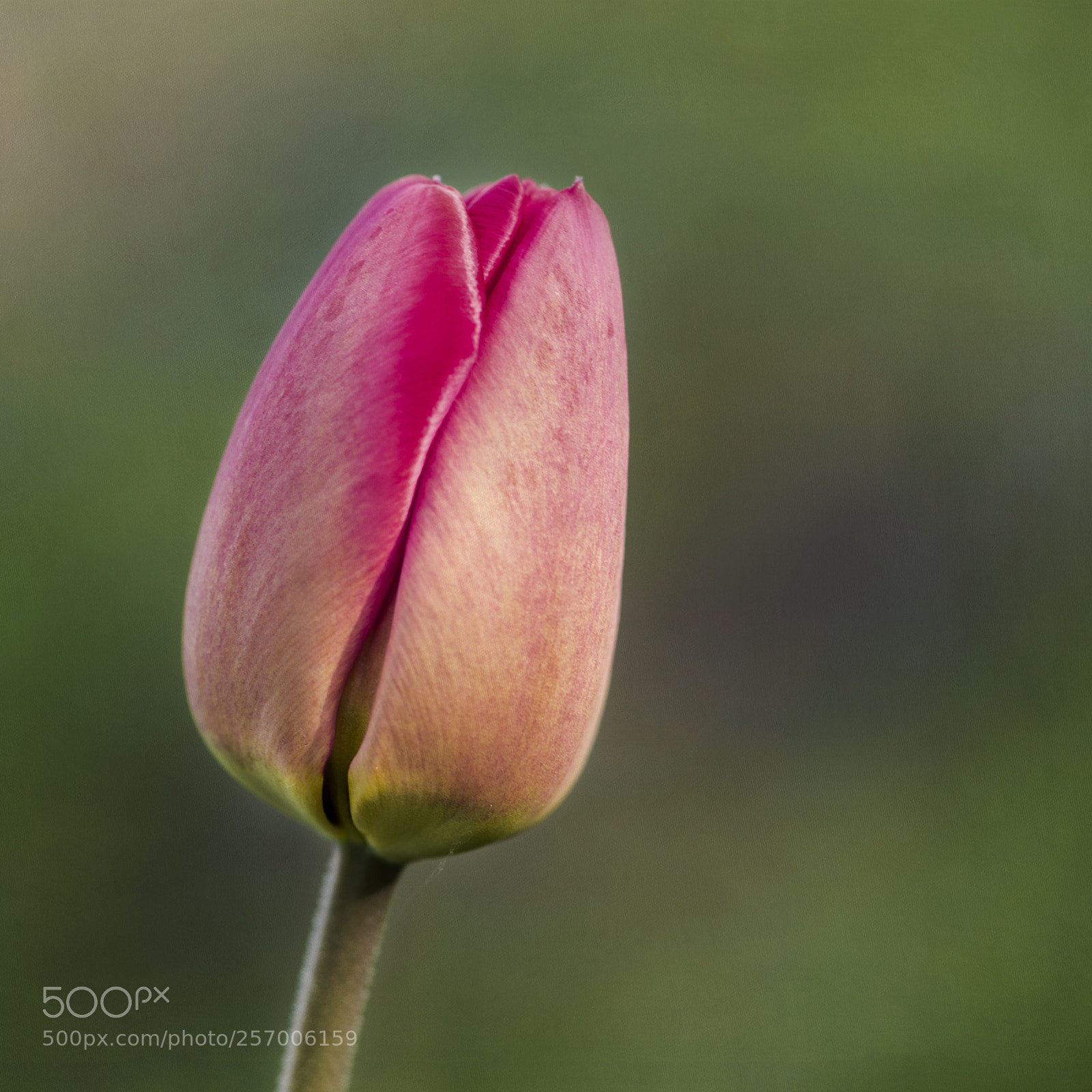 Nikon D610 sample photo. One tulip bud photography