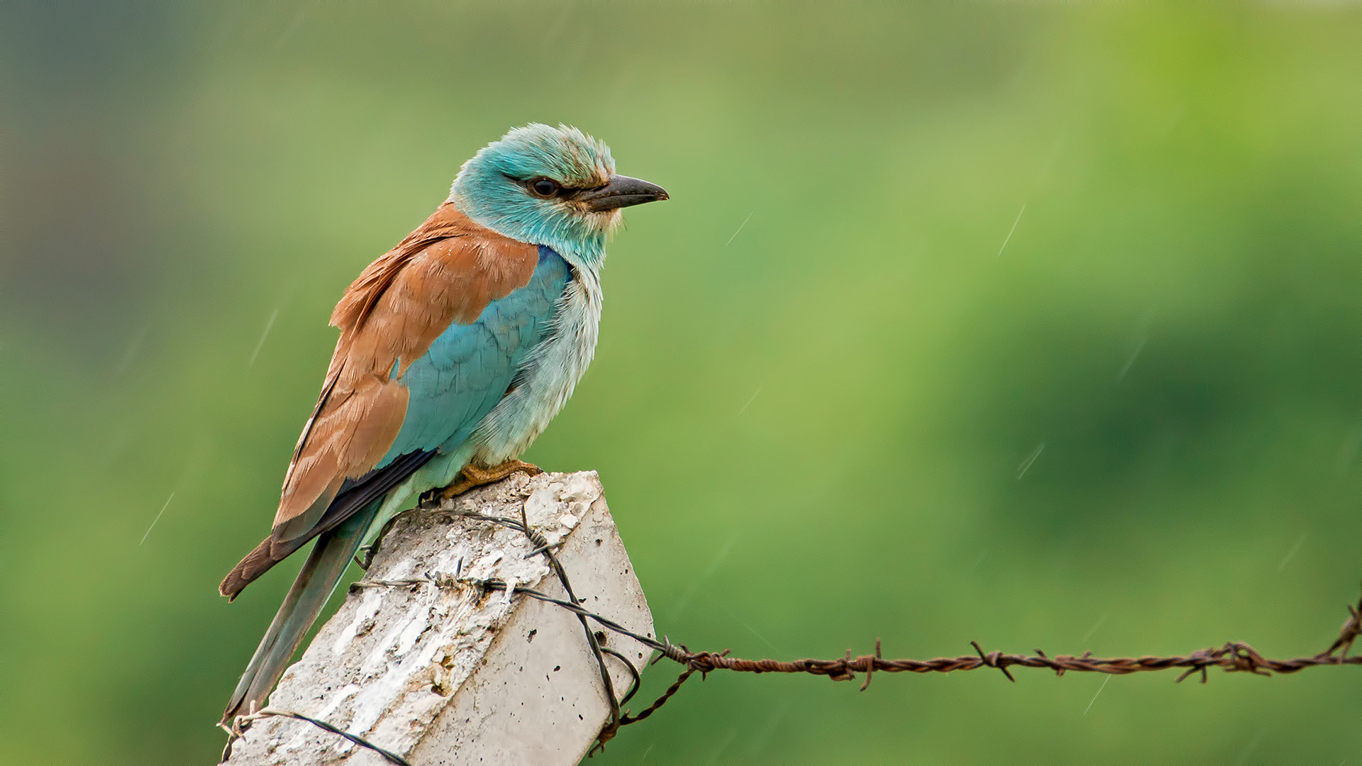 Sony Alpha DSLR-A580 sample photo. European roller photography