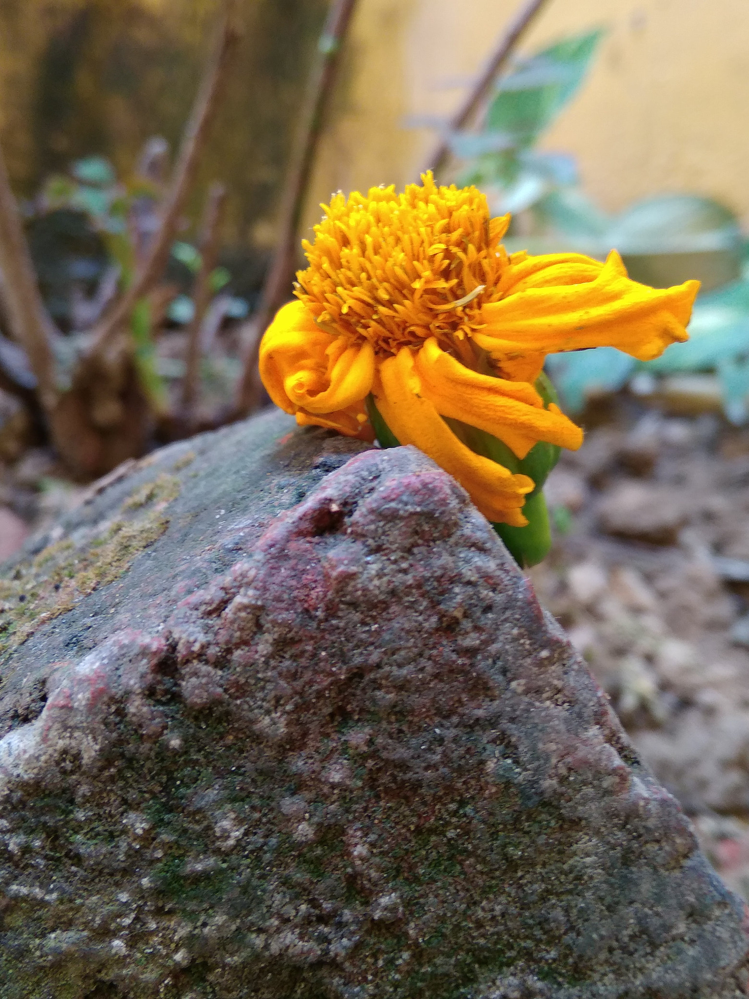 Xiaomi Redmi 5A sample photo. Dslr photography