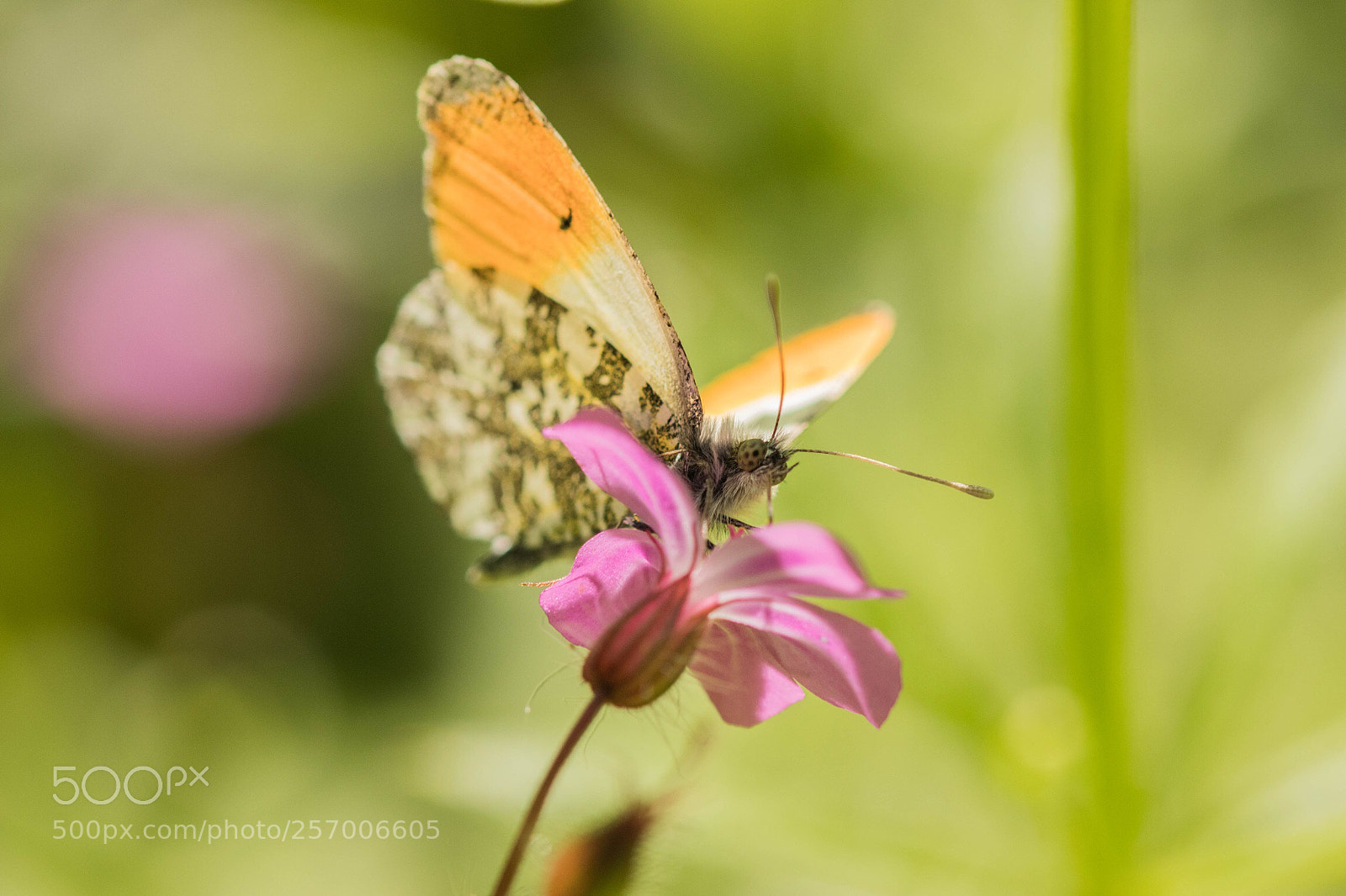Canon EOS 80D sample photo. La nature !! photography