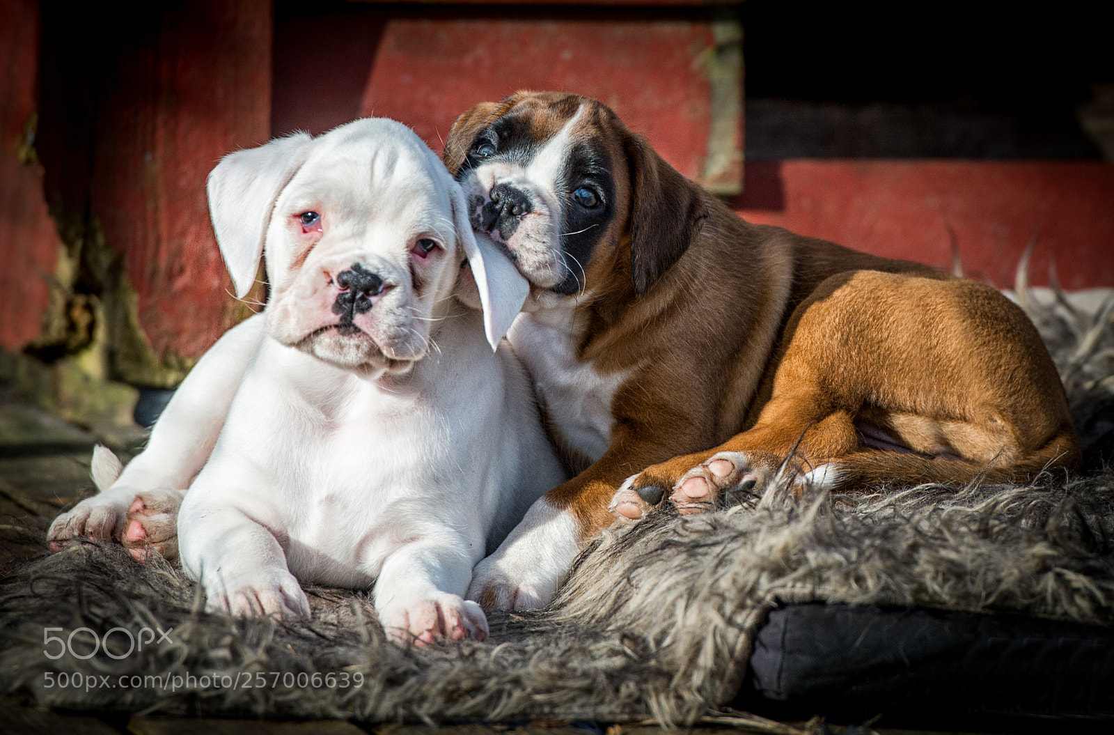 Nikon D4 sample photo. Boxer`s 7 weeks. photography