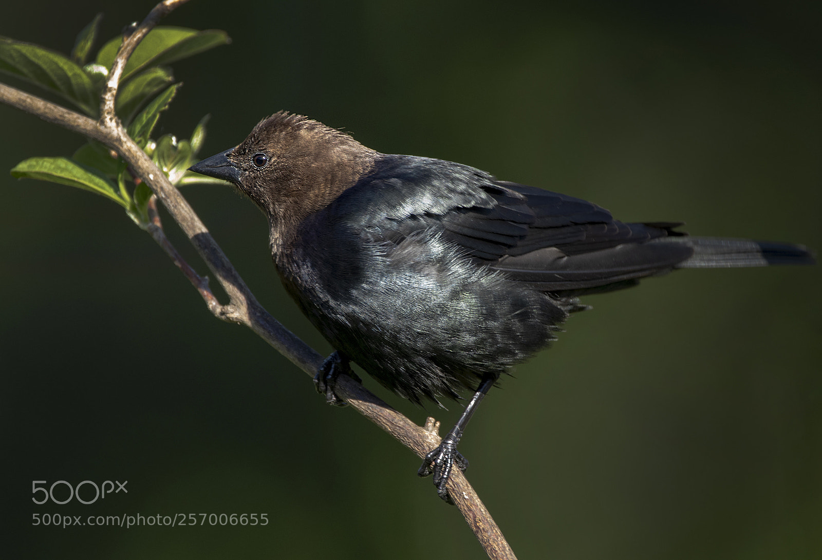 Canon EOS M5 sample photo. Brown-headed cowbird photography