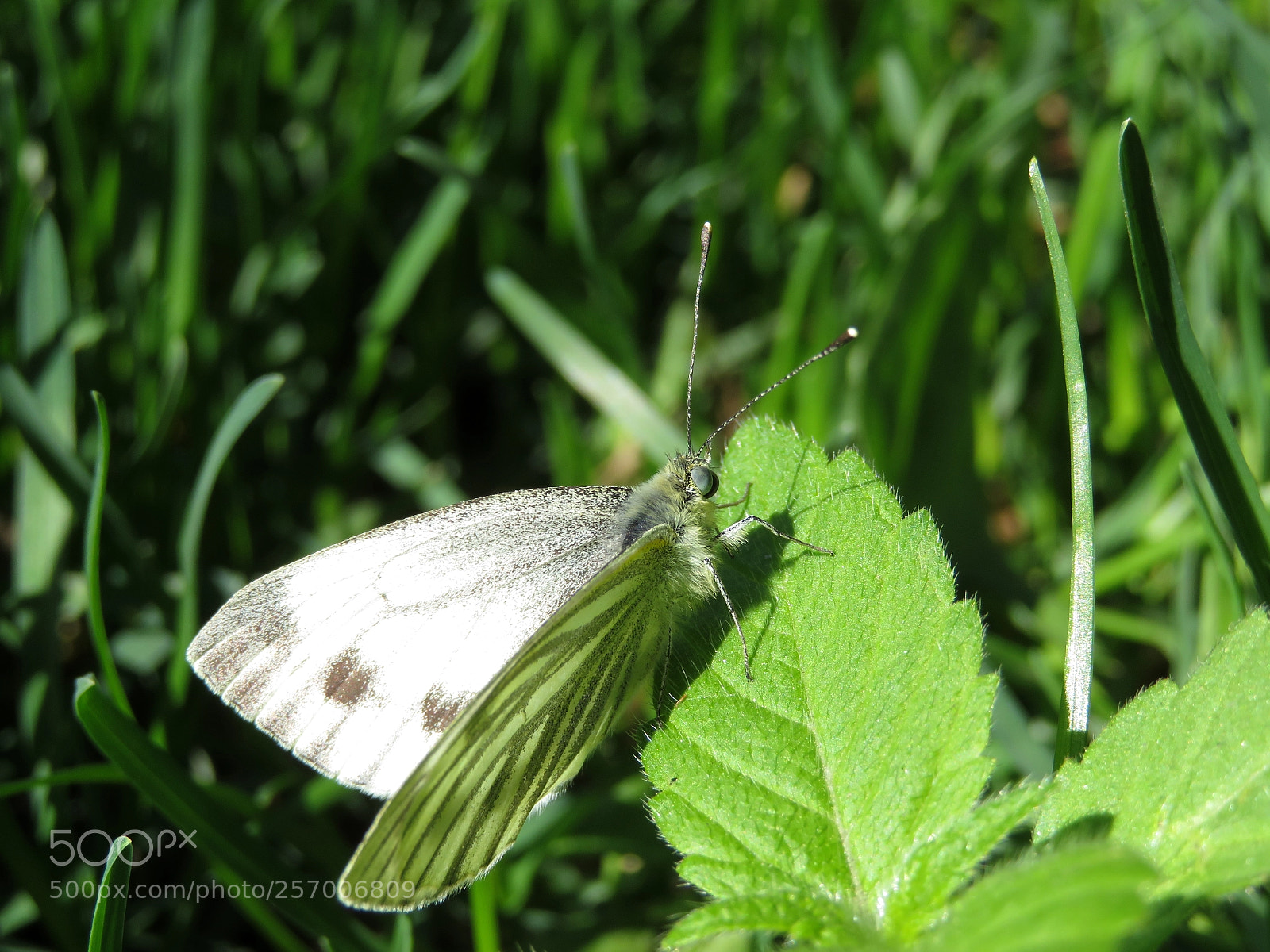 Canon PowerShot SX720 HS sample photo. In the green world photography
