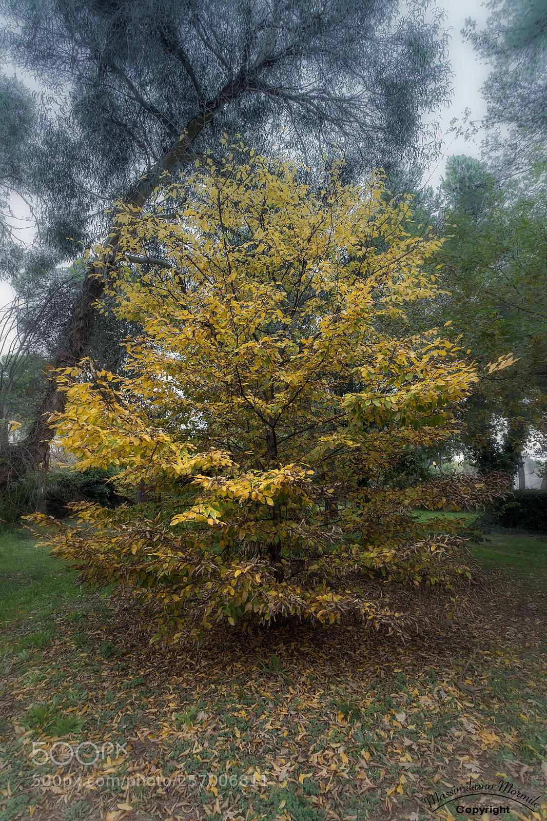 Canon EOS 6D sample photo. Alberi photography