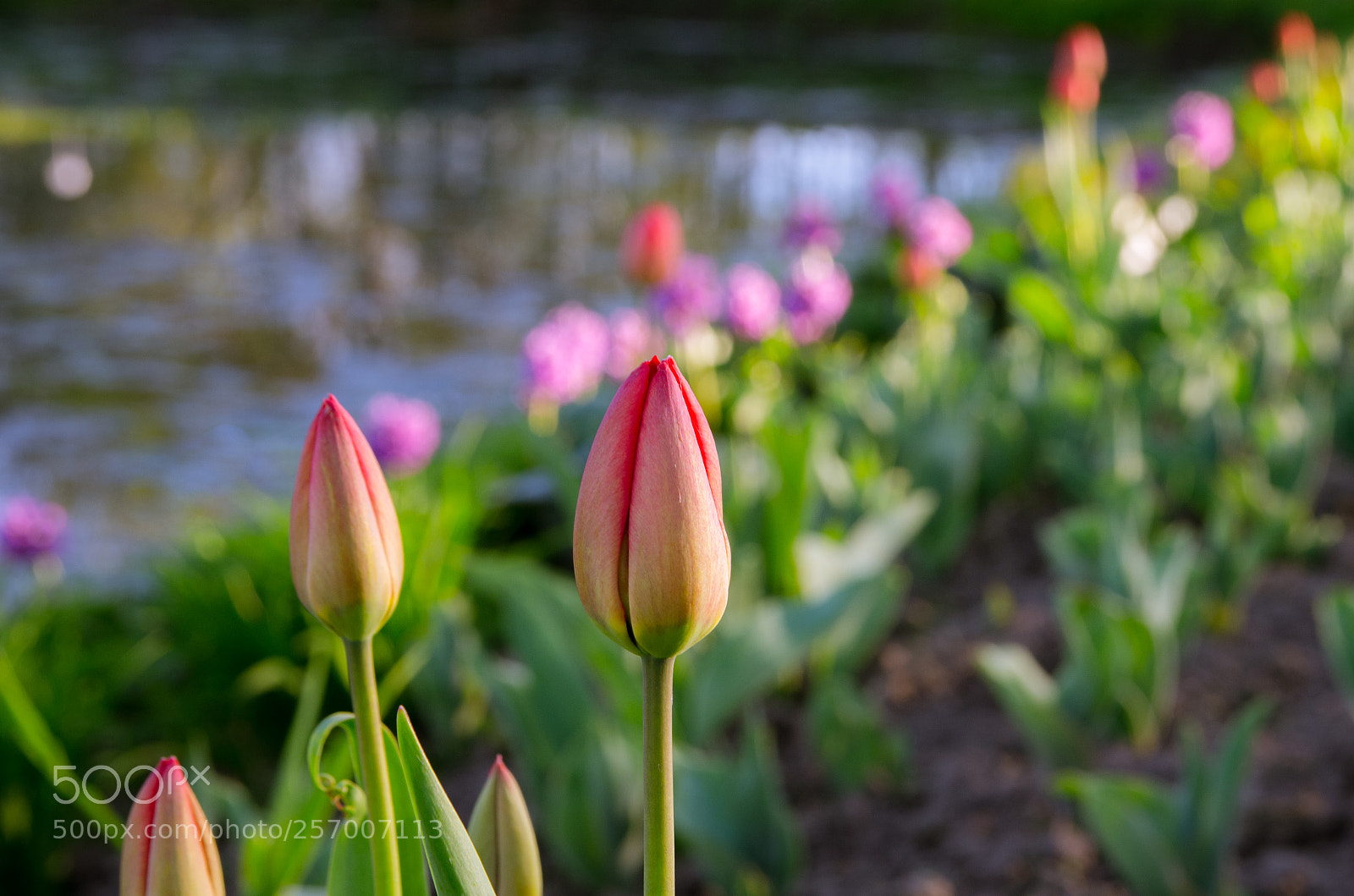 Pentax K-5 sample photo. Feeling of spring photography