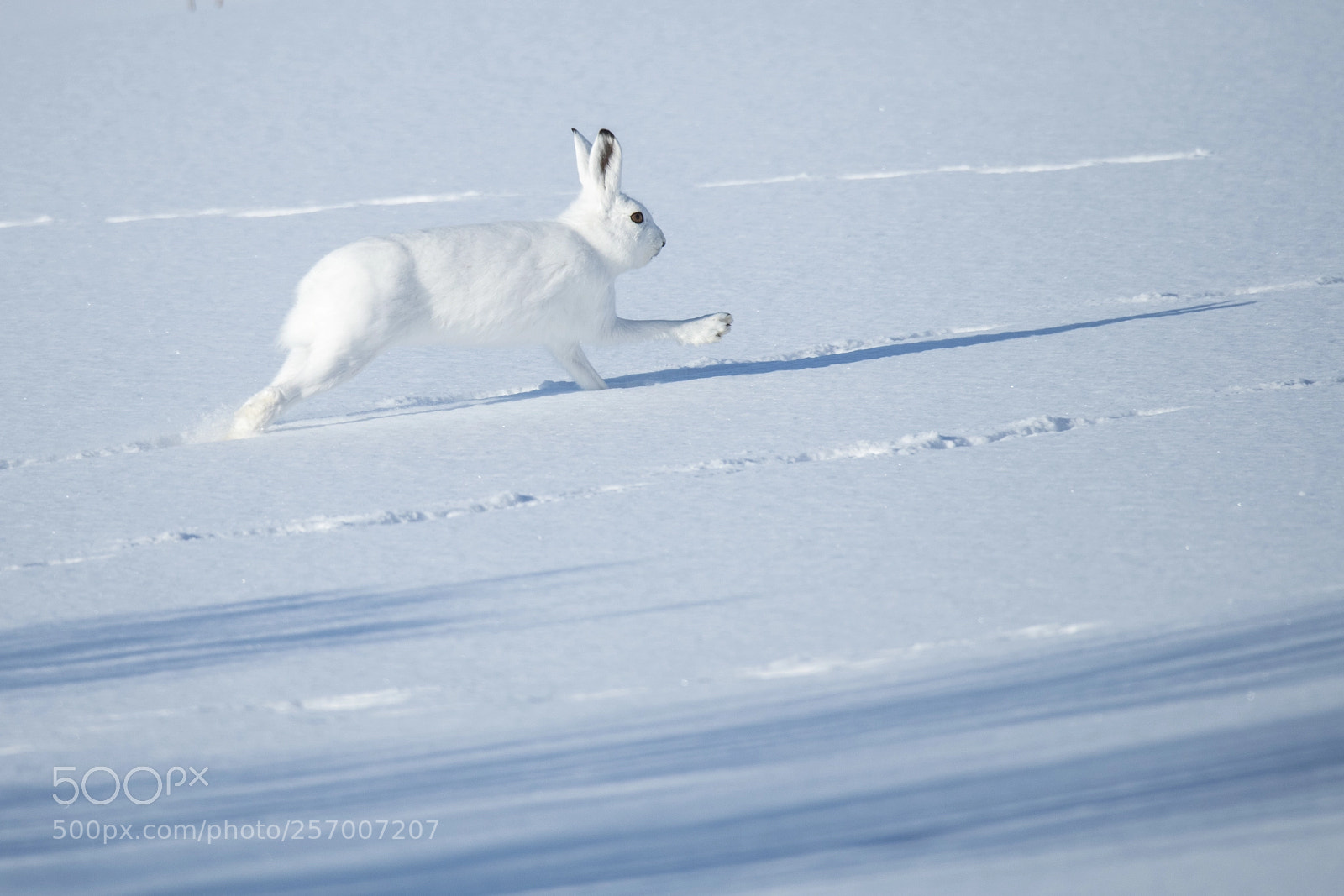Nikon D850 sample photo. Hare - lepus timidus photography
