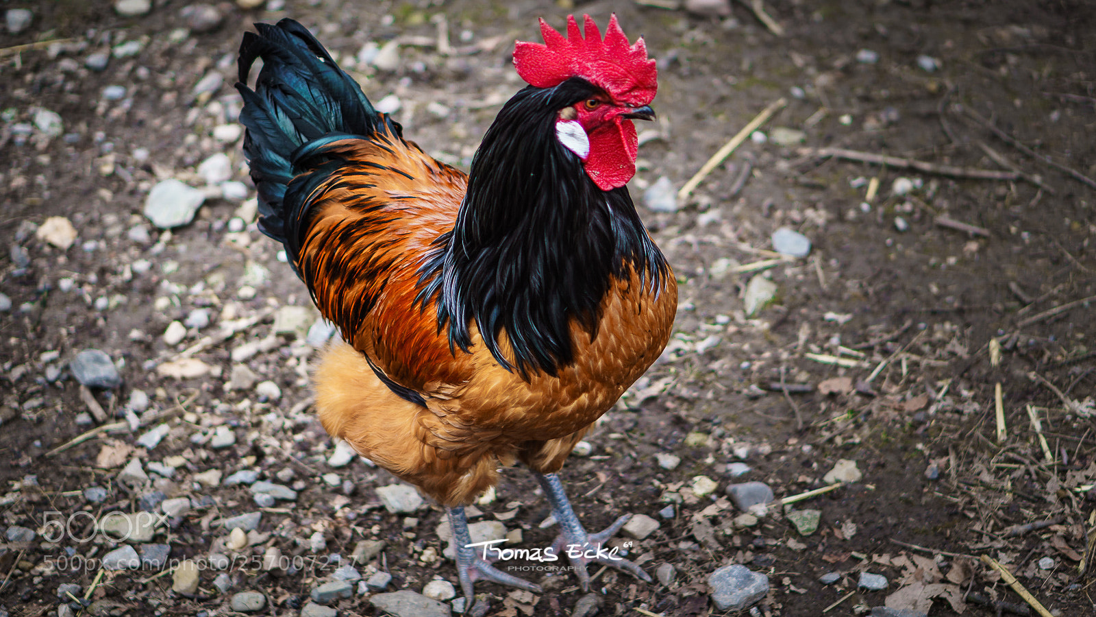 Sony a6000 sample photo. Dsc photography