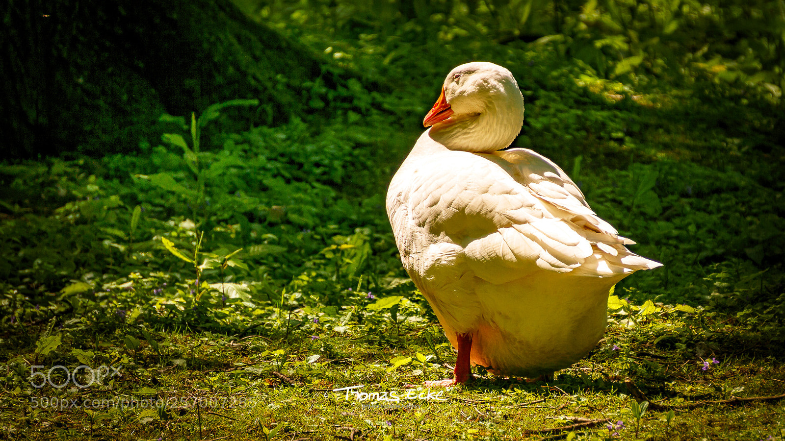 Sony a6000 sample photo. Dsc photography