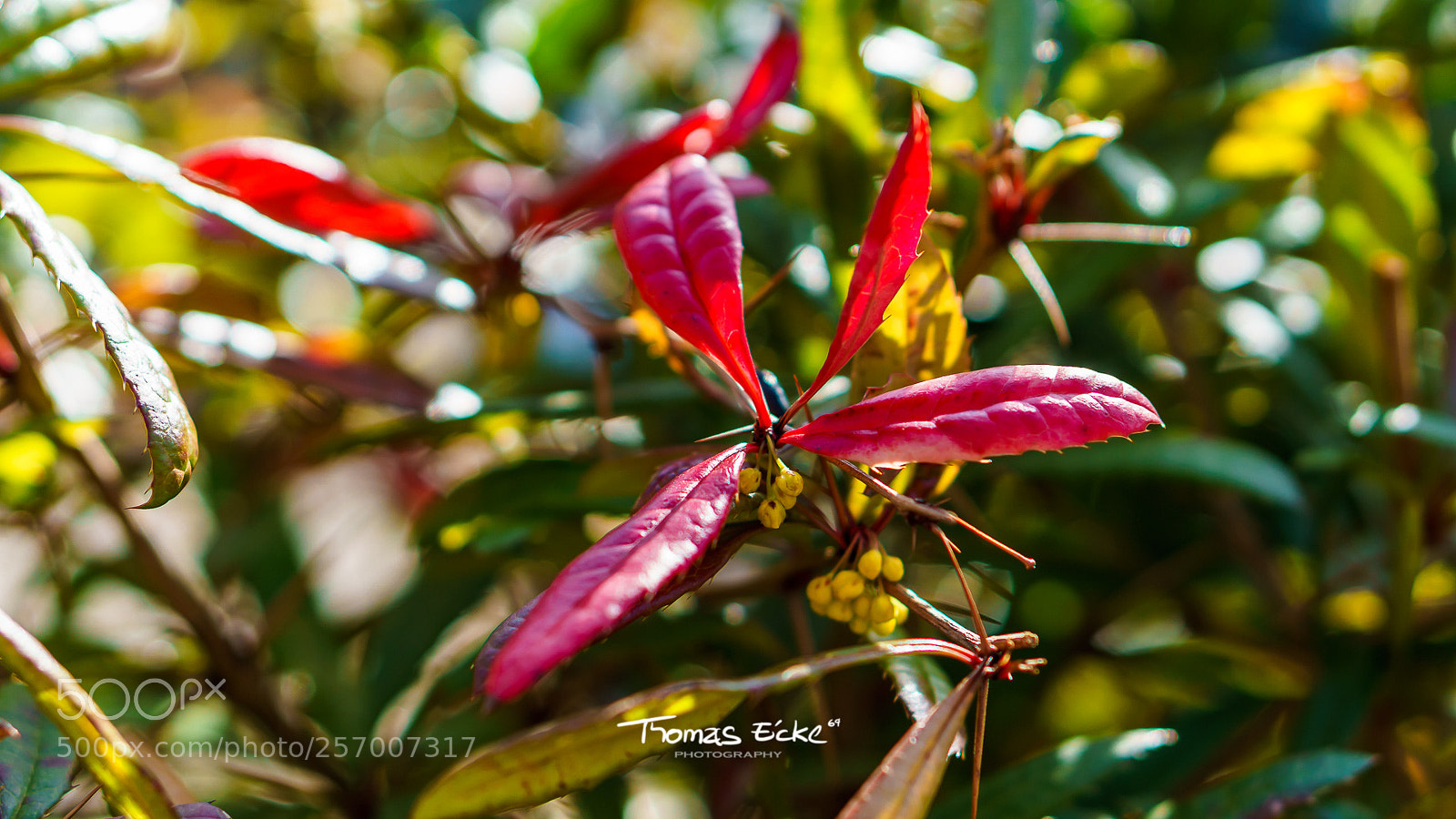 Sony a6000 sample photo. Dsc photography