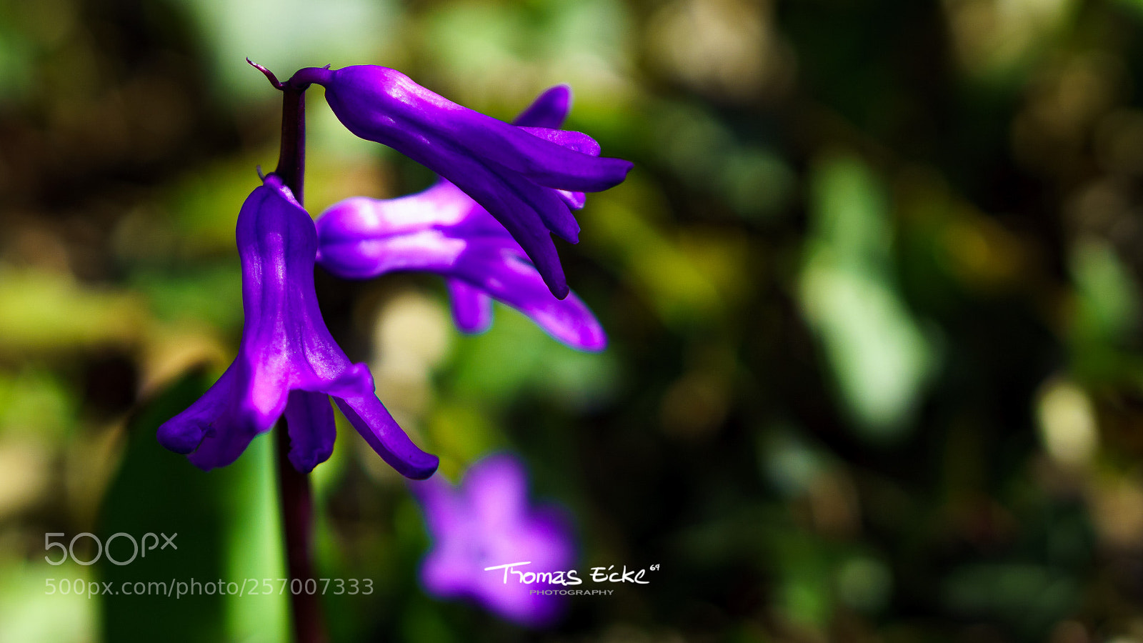 Sony a6000 sample photo. Dsc00932-2.jpg photography