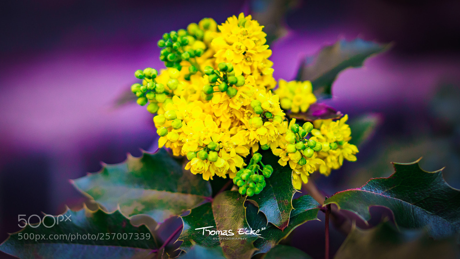 Sony a6000 sample photo. Dsc photography