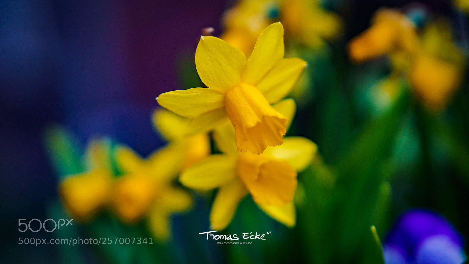 Sony a6000 sample photo. Dsc photography