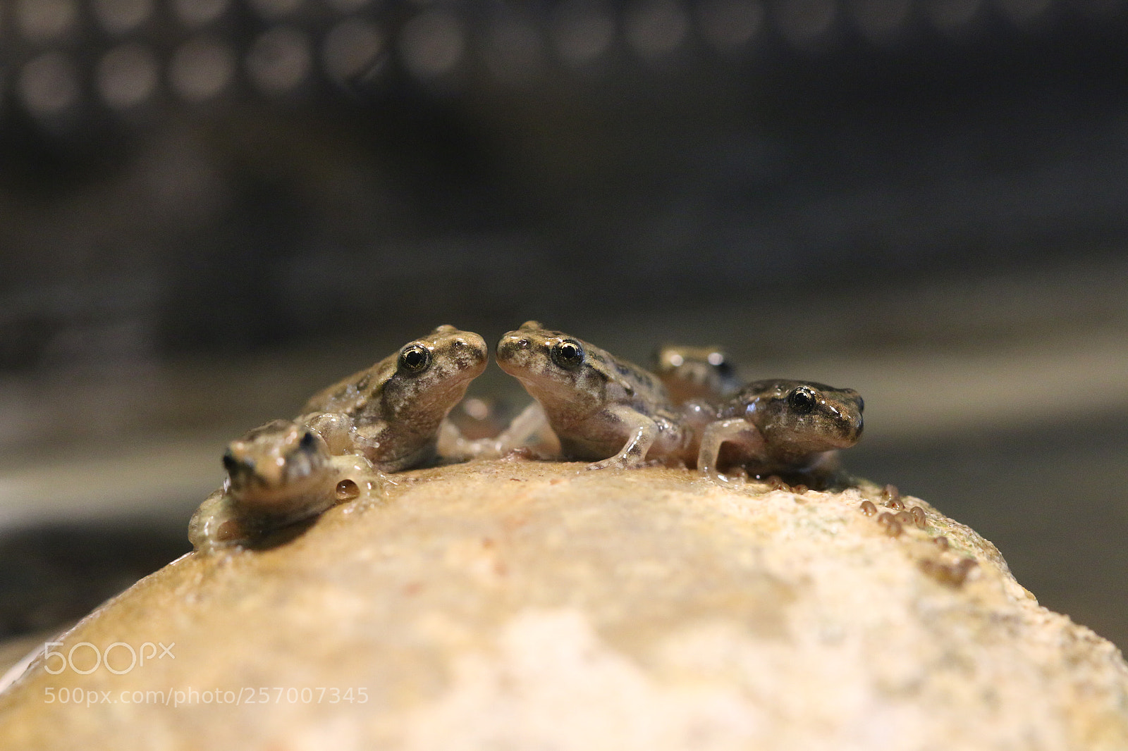 Canon EOS 70D sample photo. Frogs photography