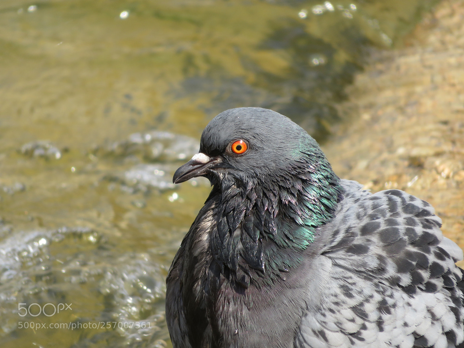 Canon PowerShot SX720 HS sample photo. In hot weather photography