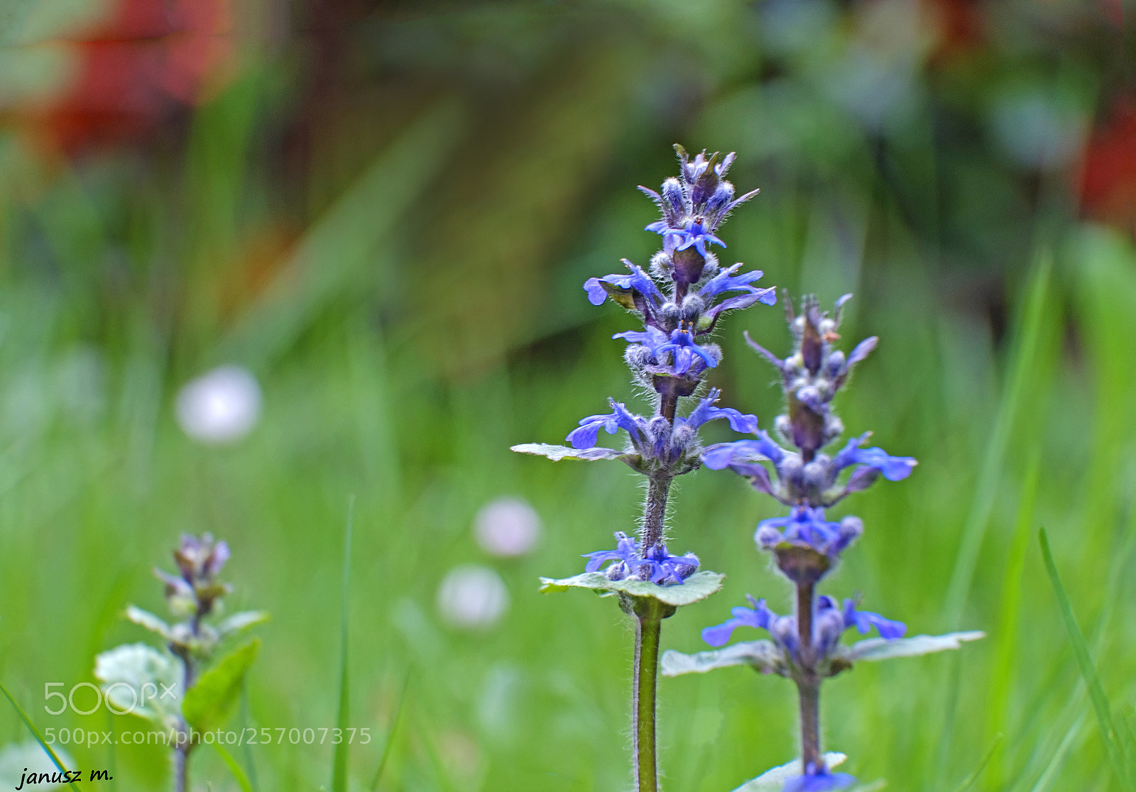 Fujifilm X-T10 sample photo. Meadow flowers ... photography